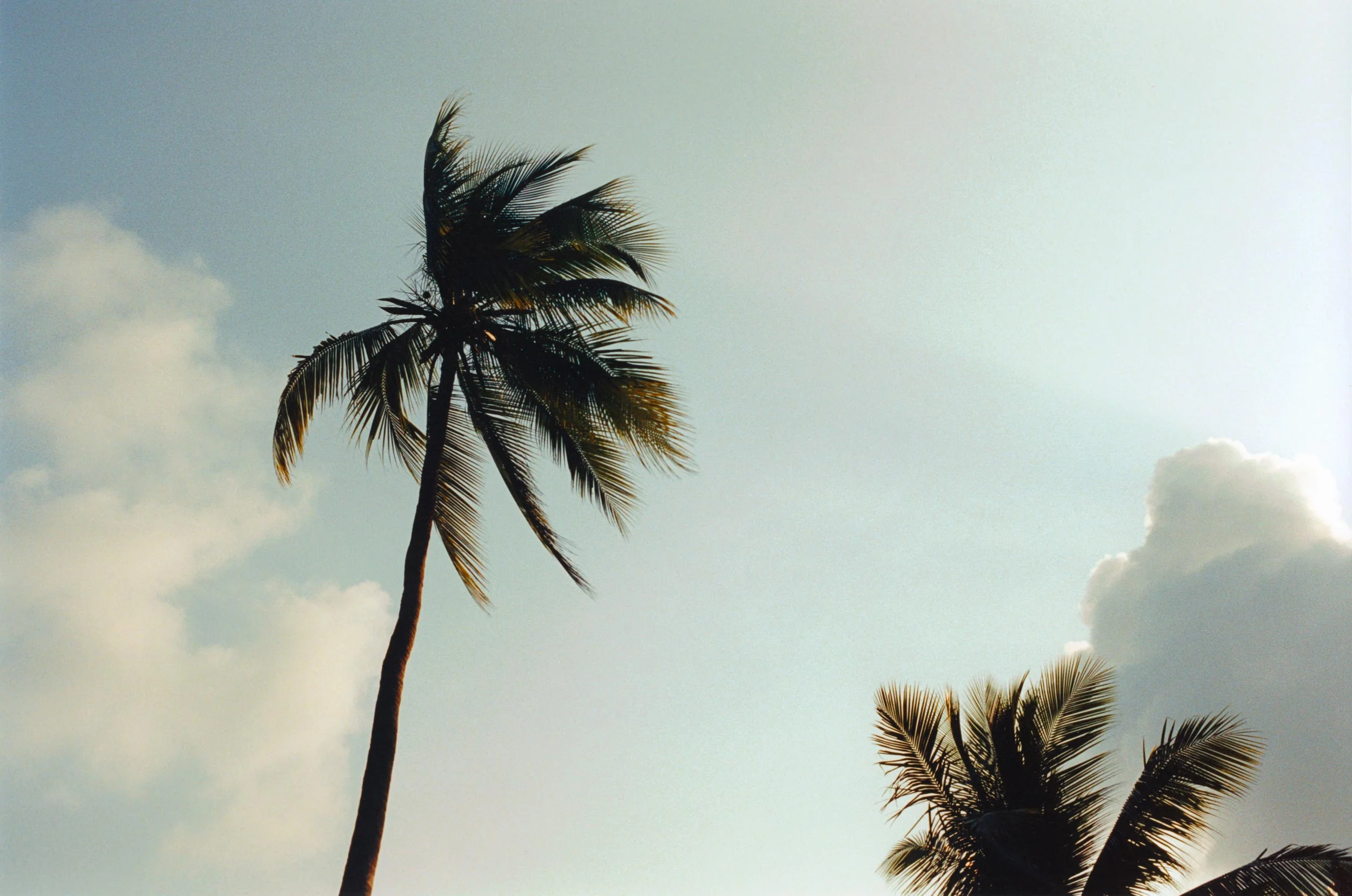 01_palm.jpg