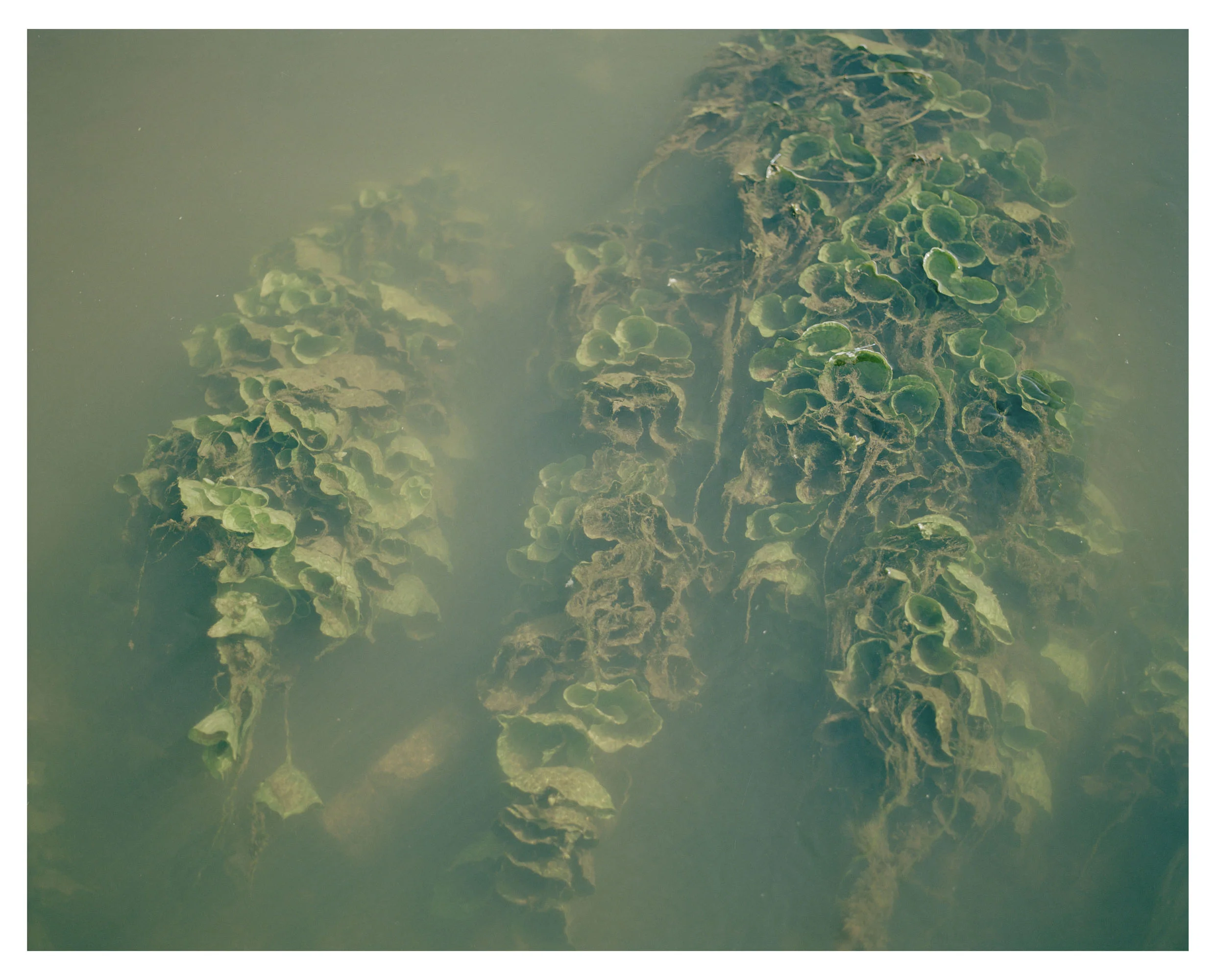07_Waterplants_sml.jpg