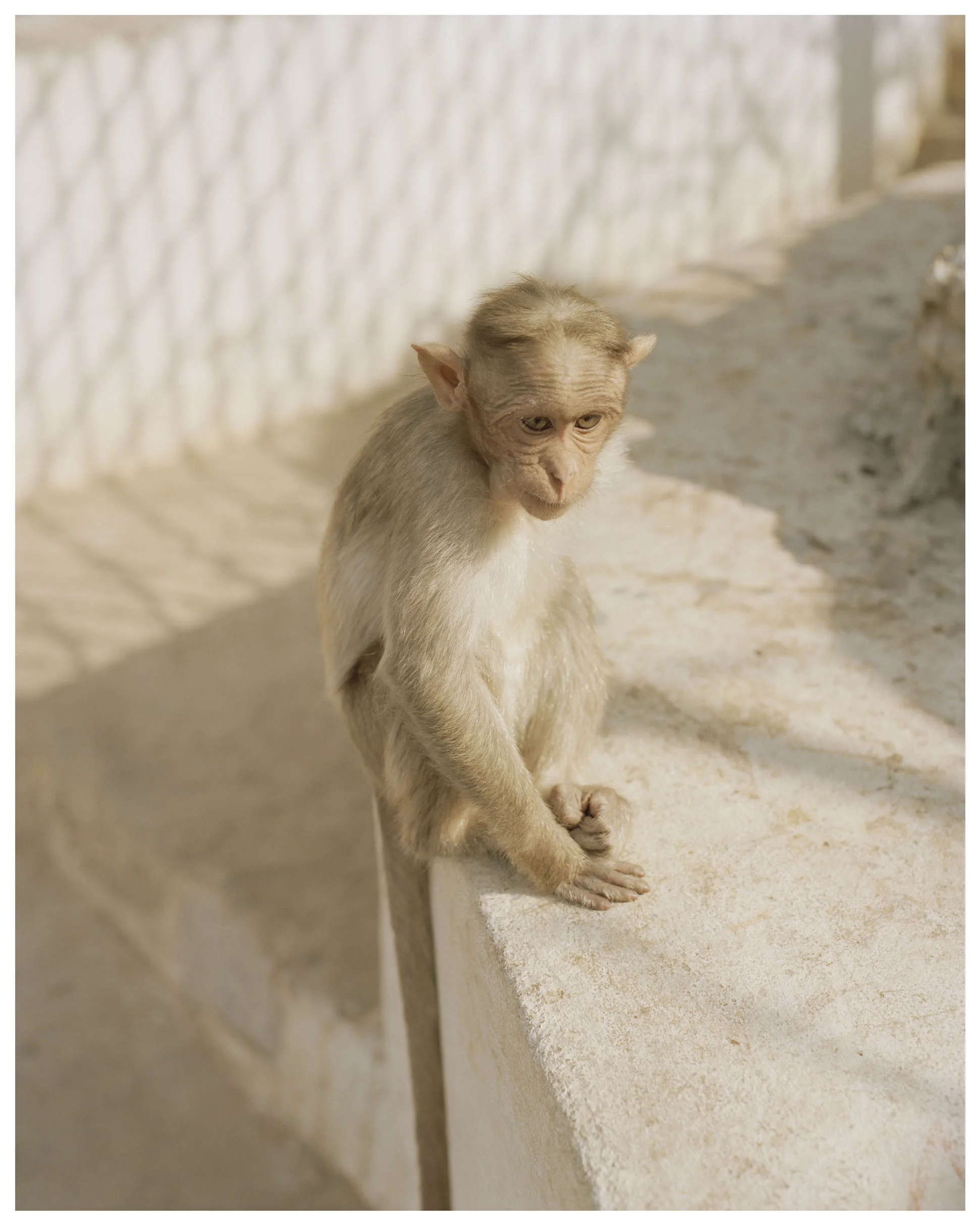 10_Monkey_sml_crop.jpg