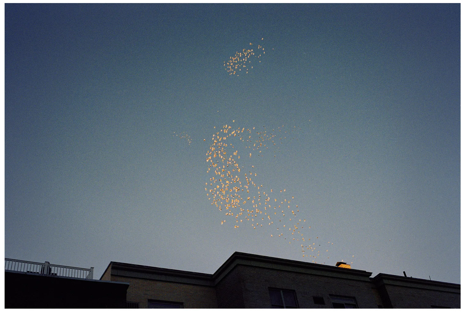 W6_Williamsburg_Doves1.jpg