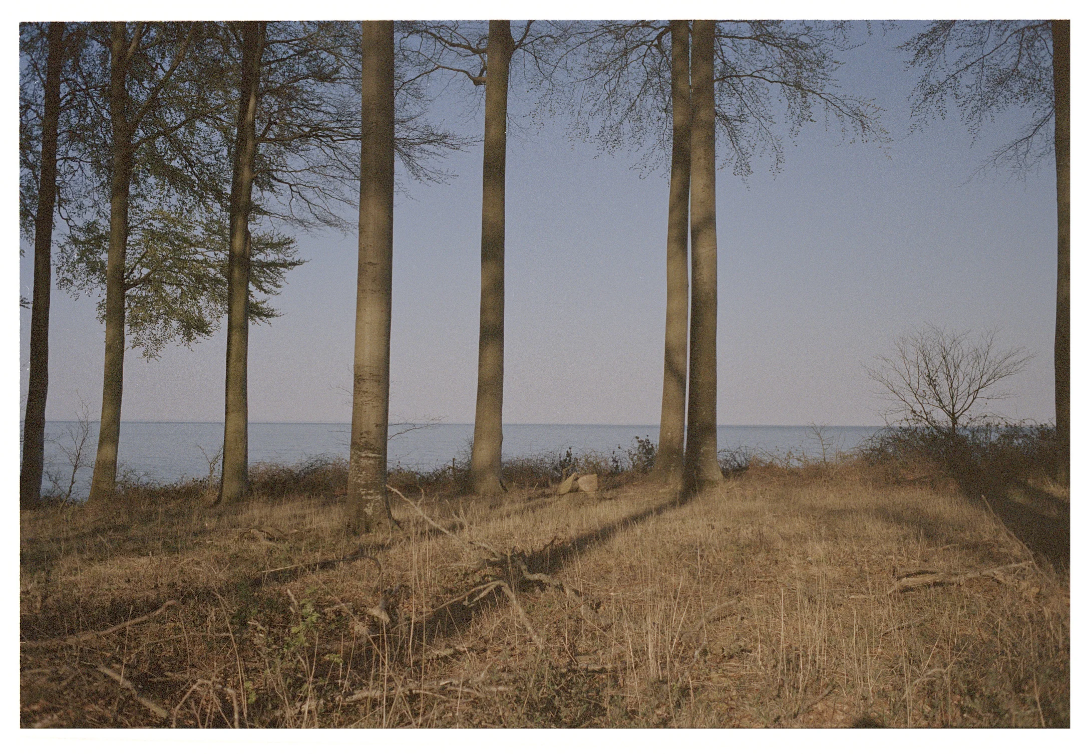 26_a_quiet_tree_line.jpg