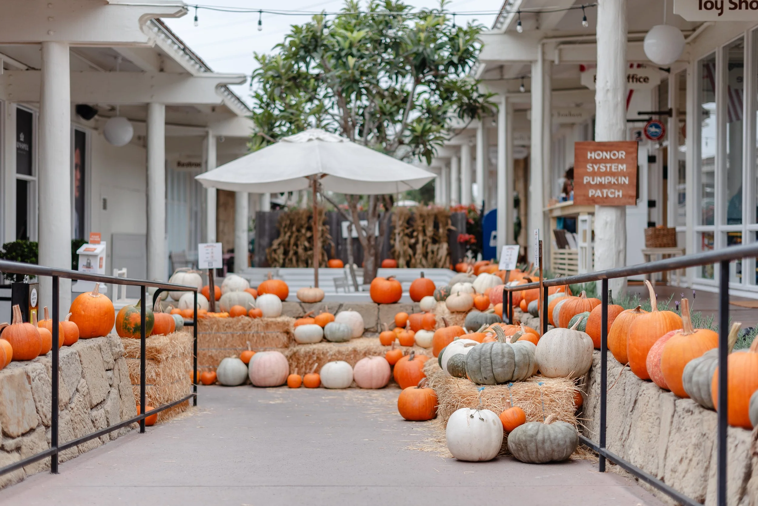 Pumpkins2024-101 (1).jpg