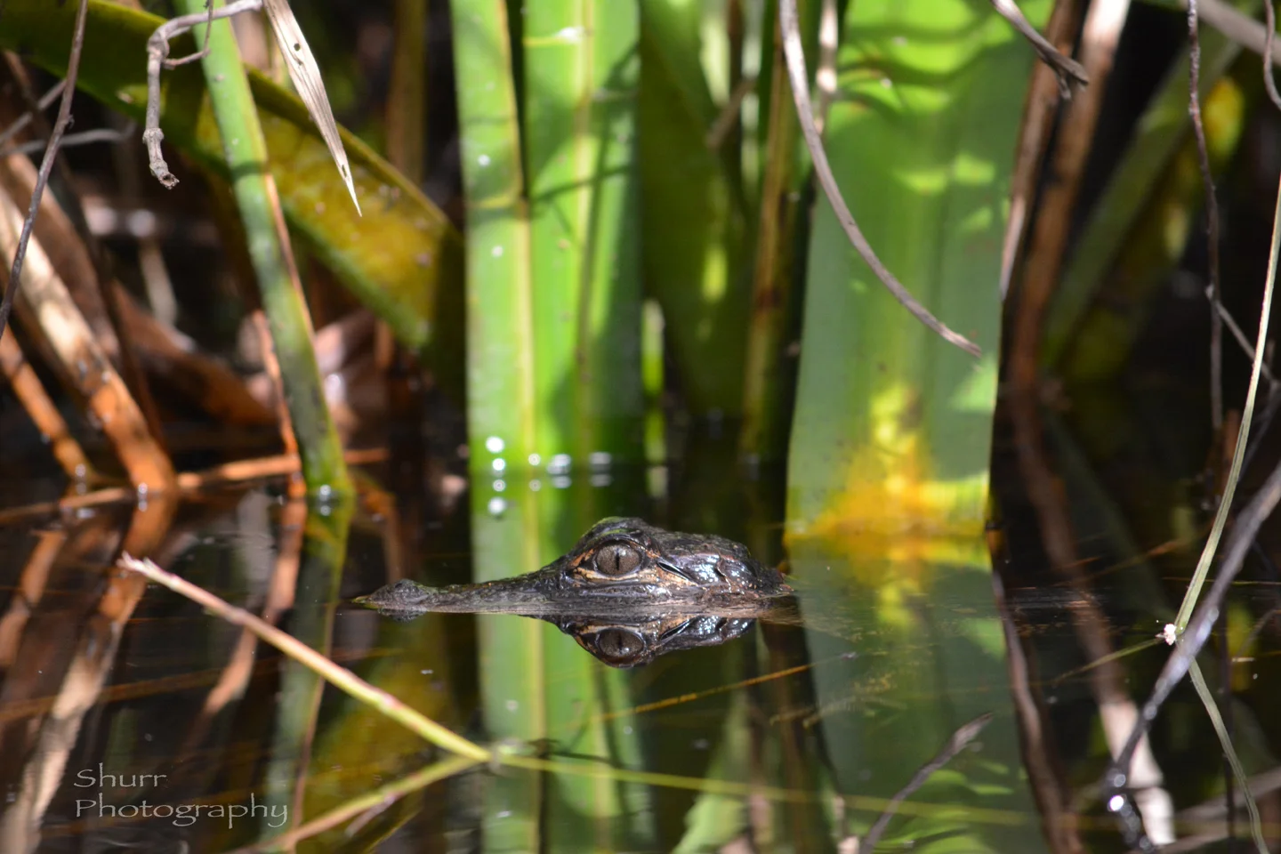 DSC_l0068.jpg