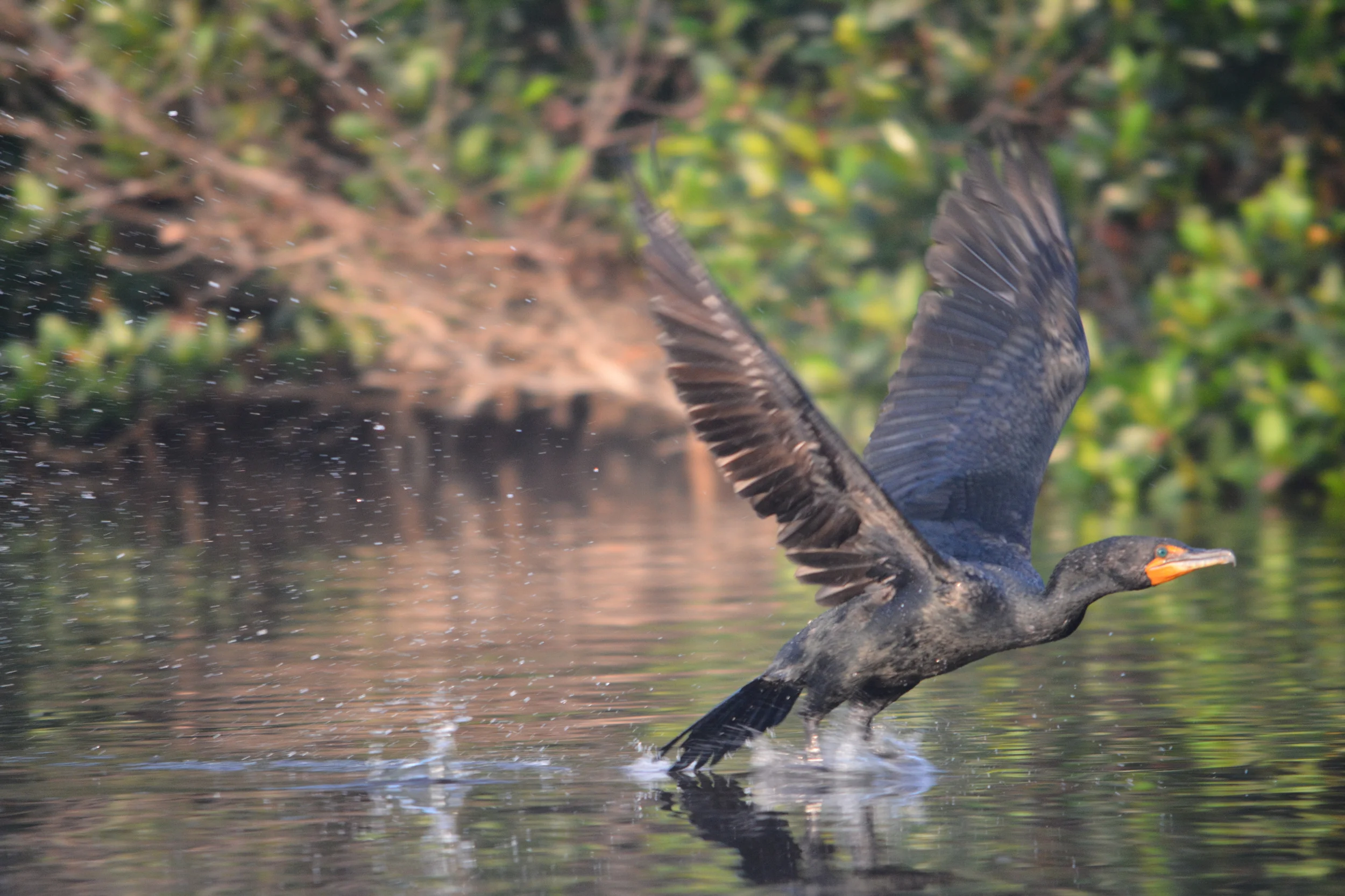 DSC_6268.JPG