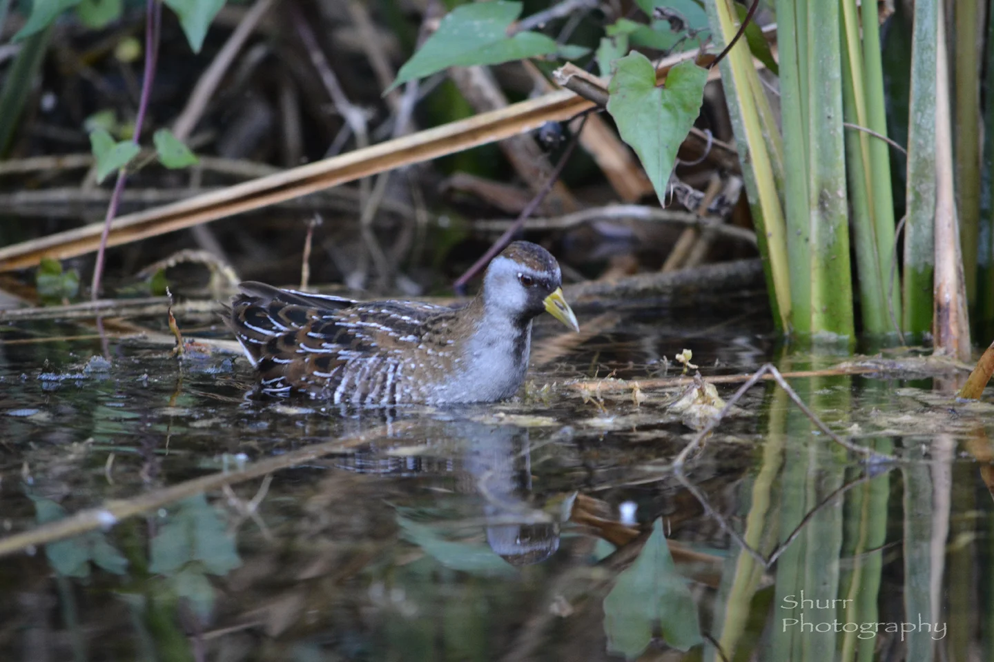 DSC_L6178.jpg