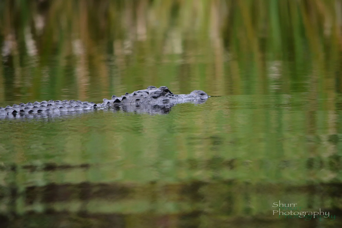 DSC_L8466.jpg