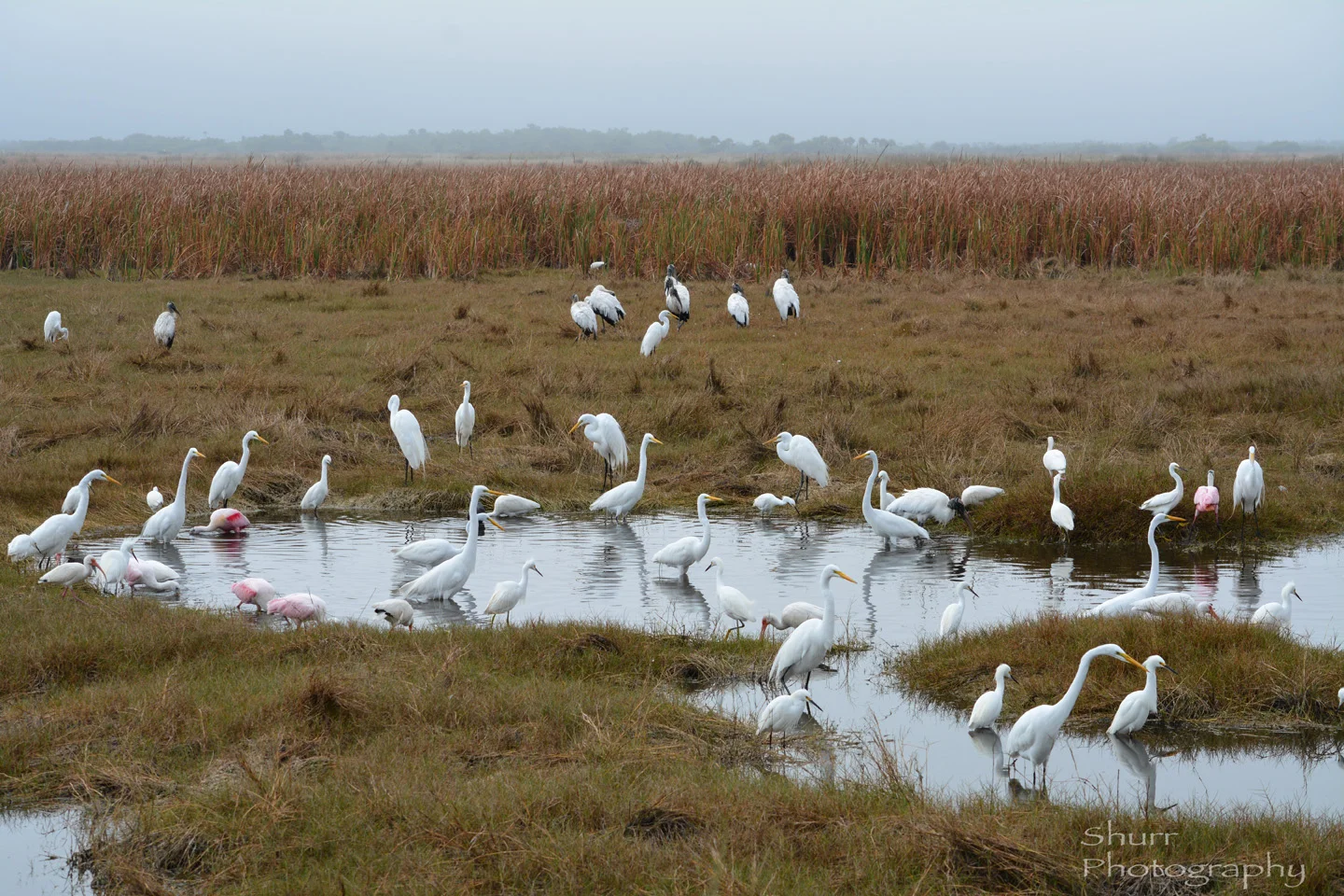 DSC_L3577.jpg