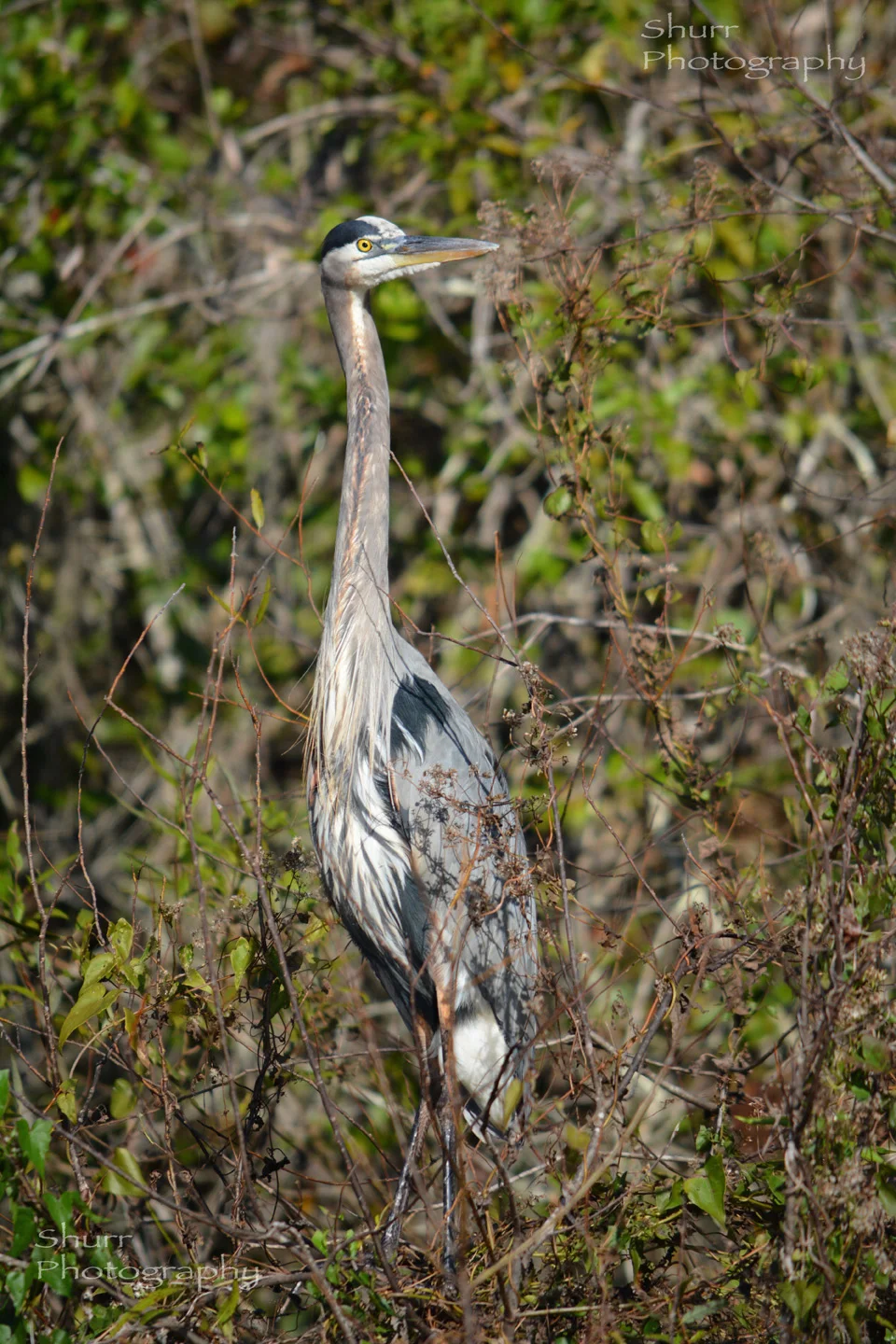 DSC_L5938.jpg