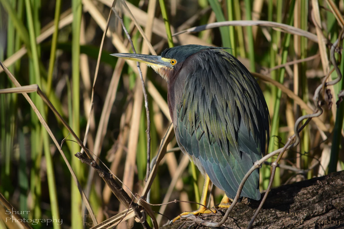 DSC_L5912.jpg