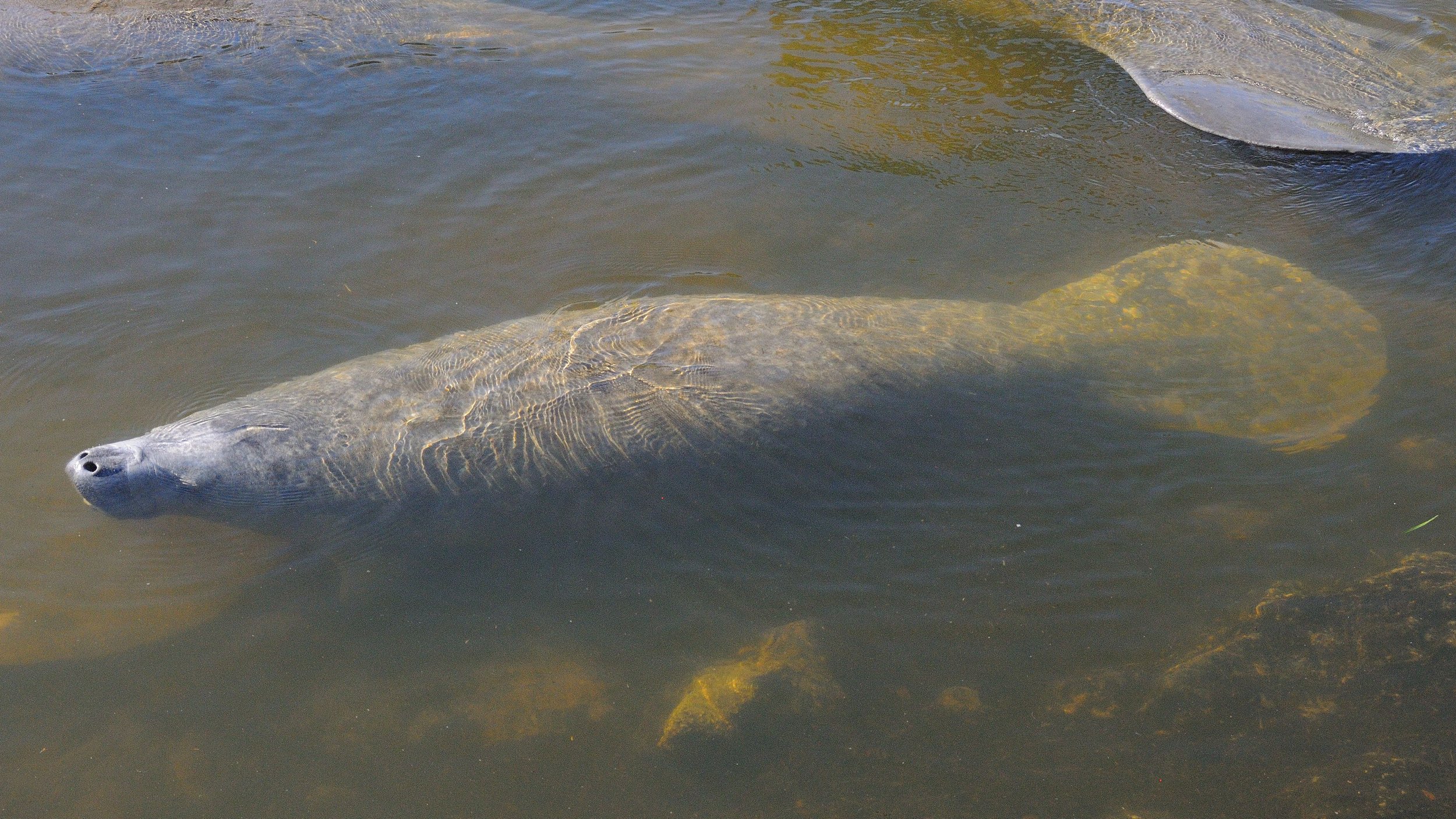 Kayaking with Manatee2.jpg