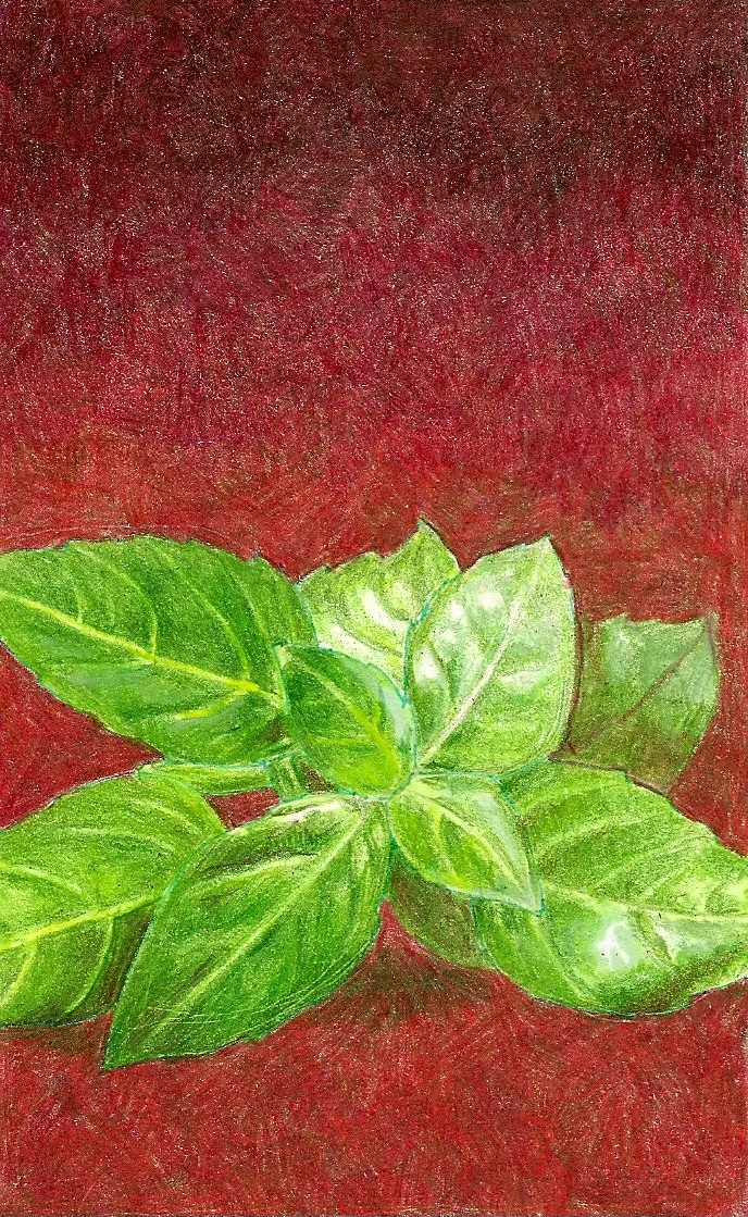 basil2.jpg