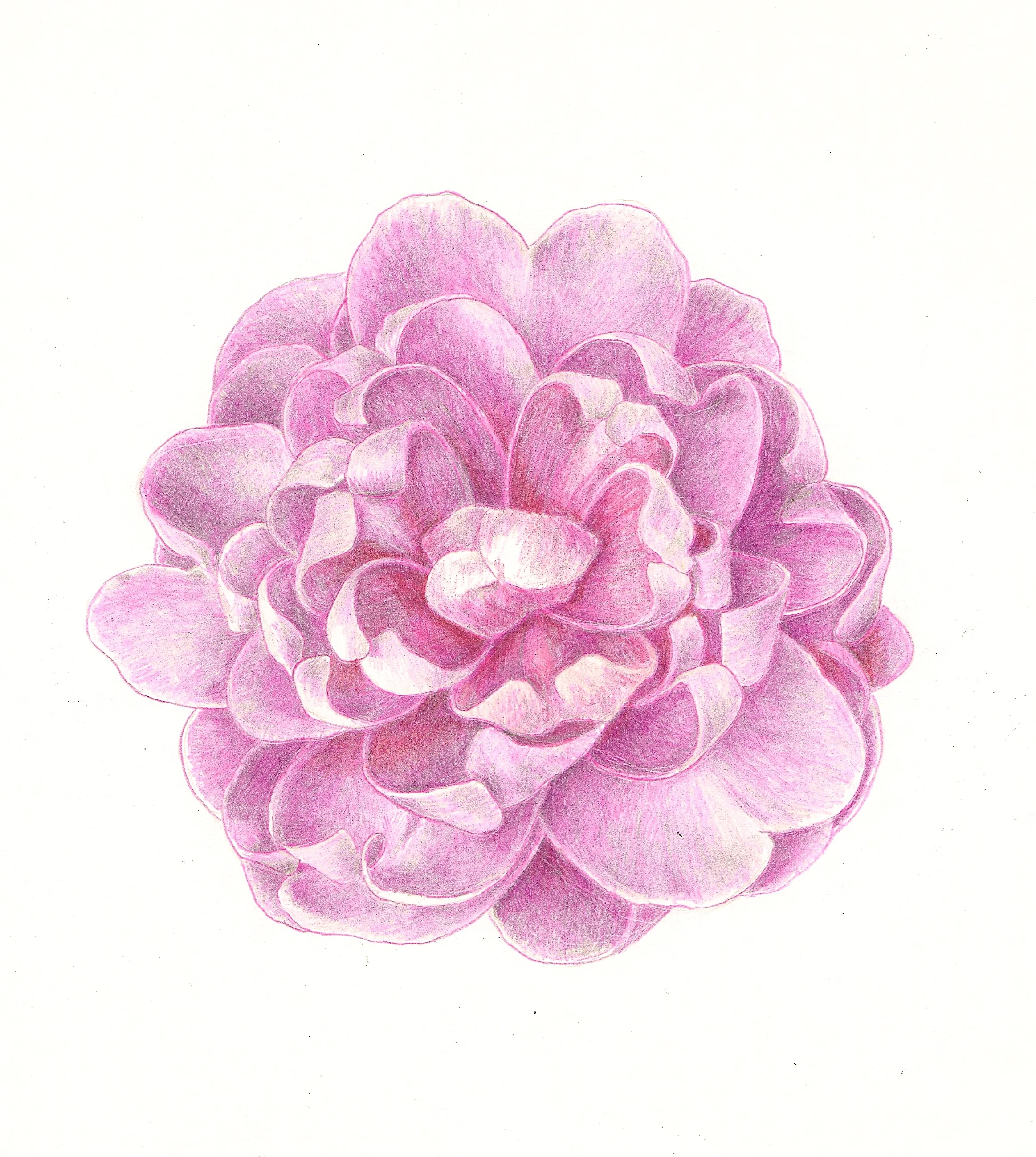 camellia.jpg