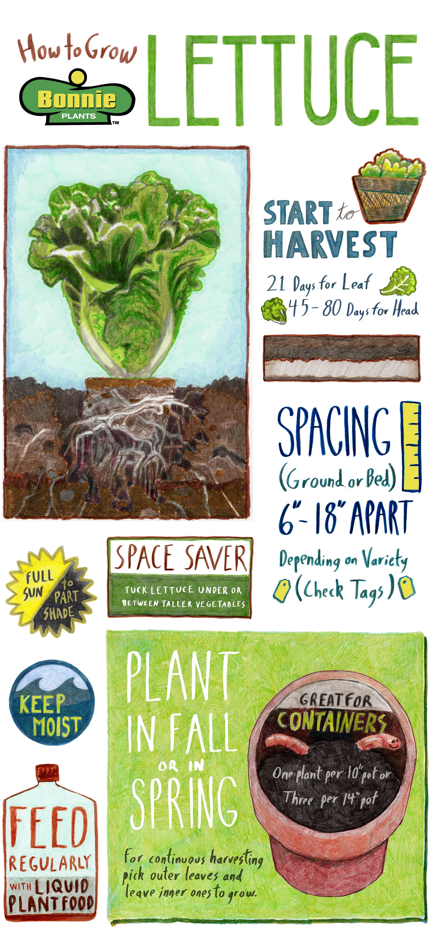 Bonnie Plants Lettuce Infographic