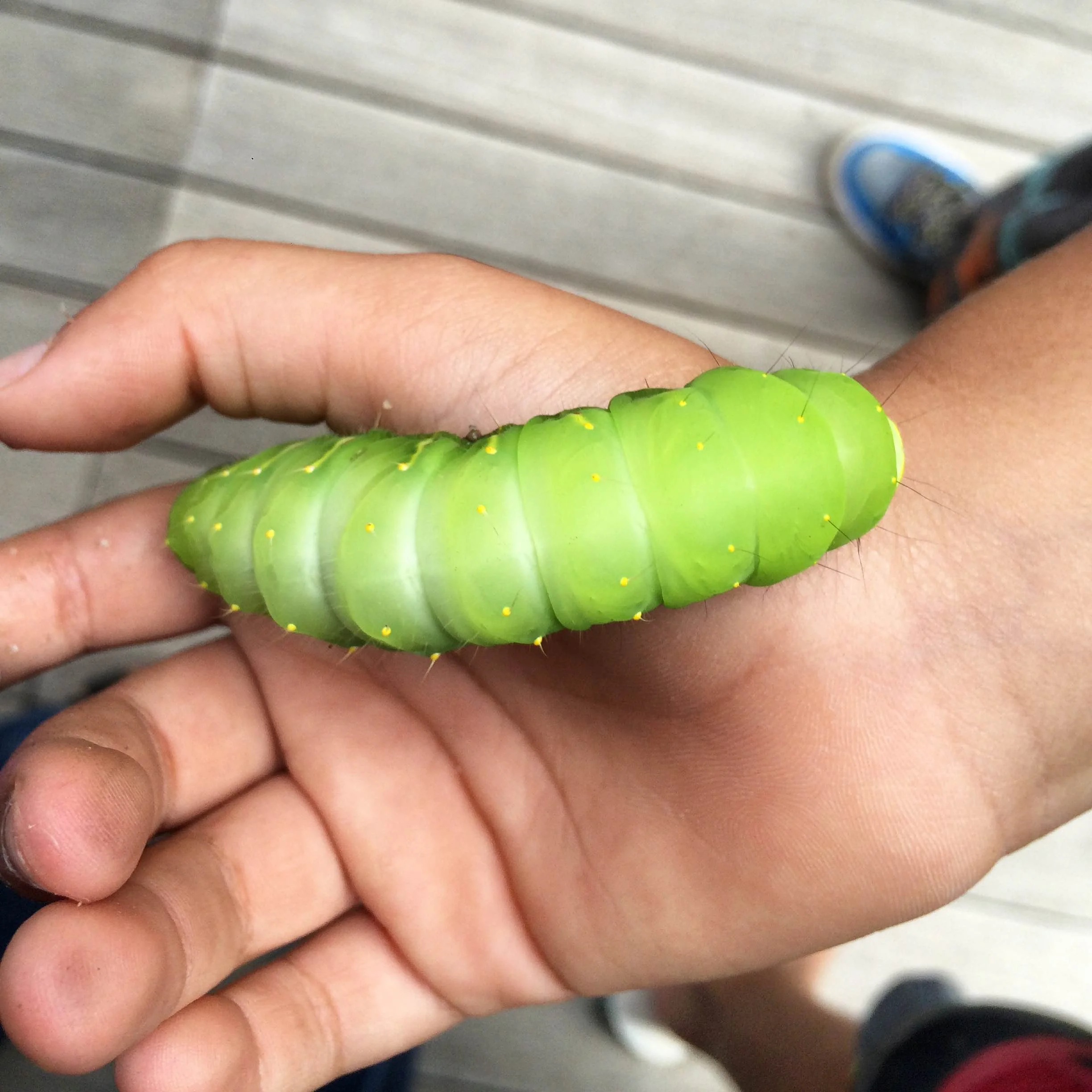 Giant caterpillar.JPG