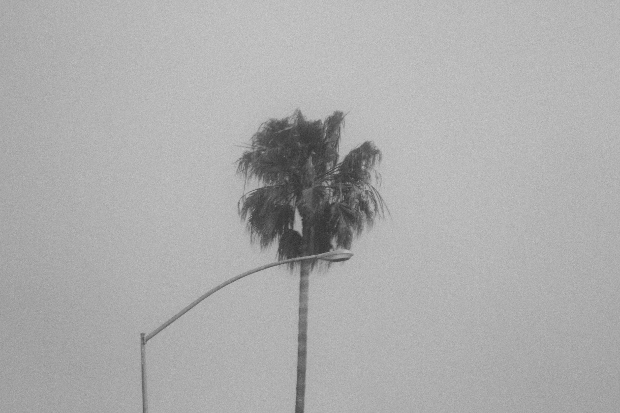 0015_palmtreenoisey.jpg