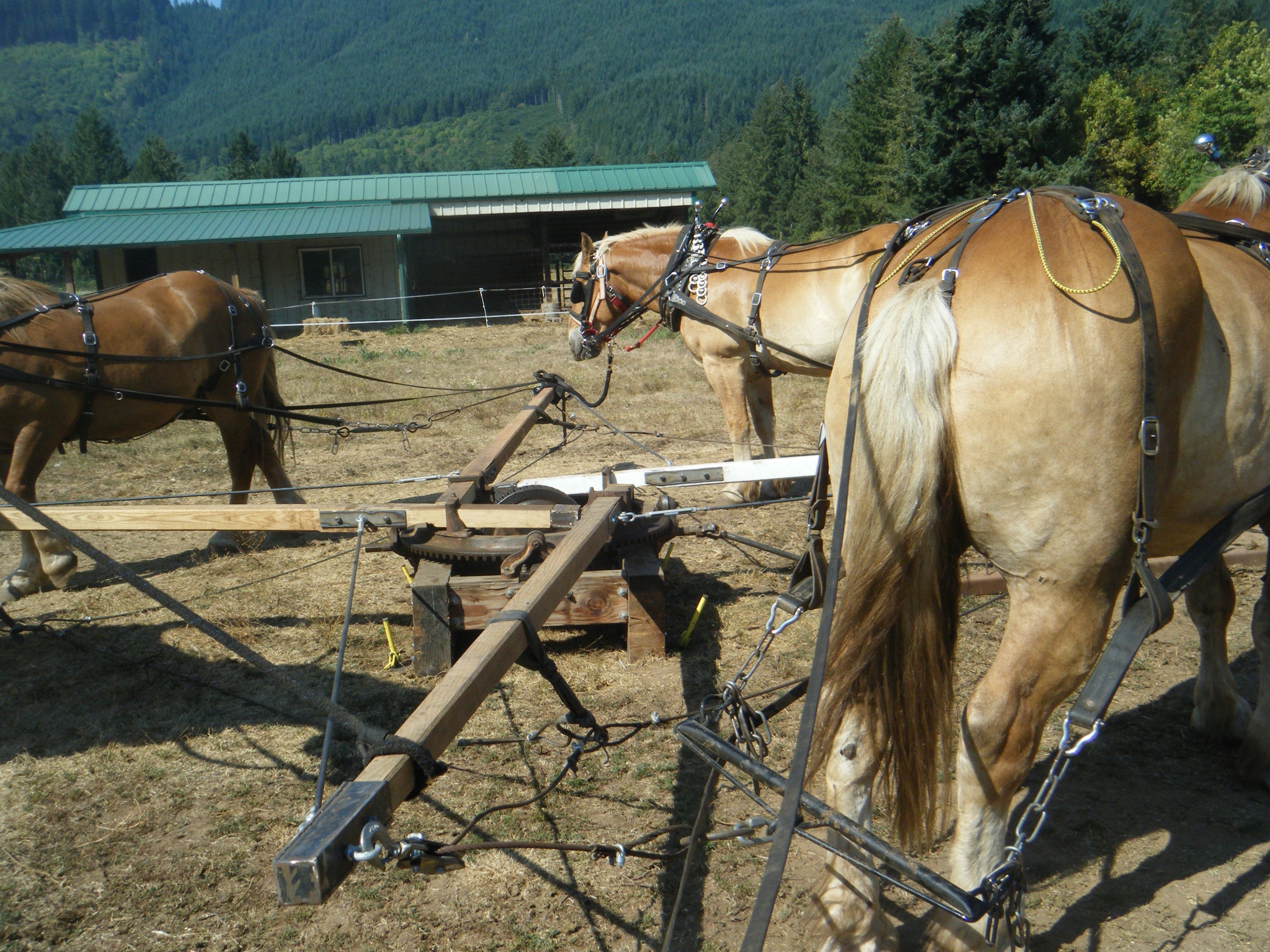 Horses on Sweep.jpg