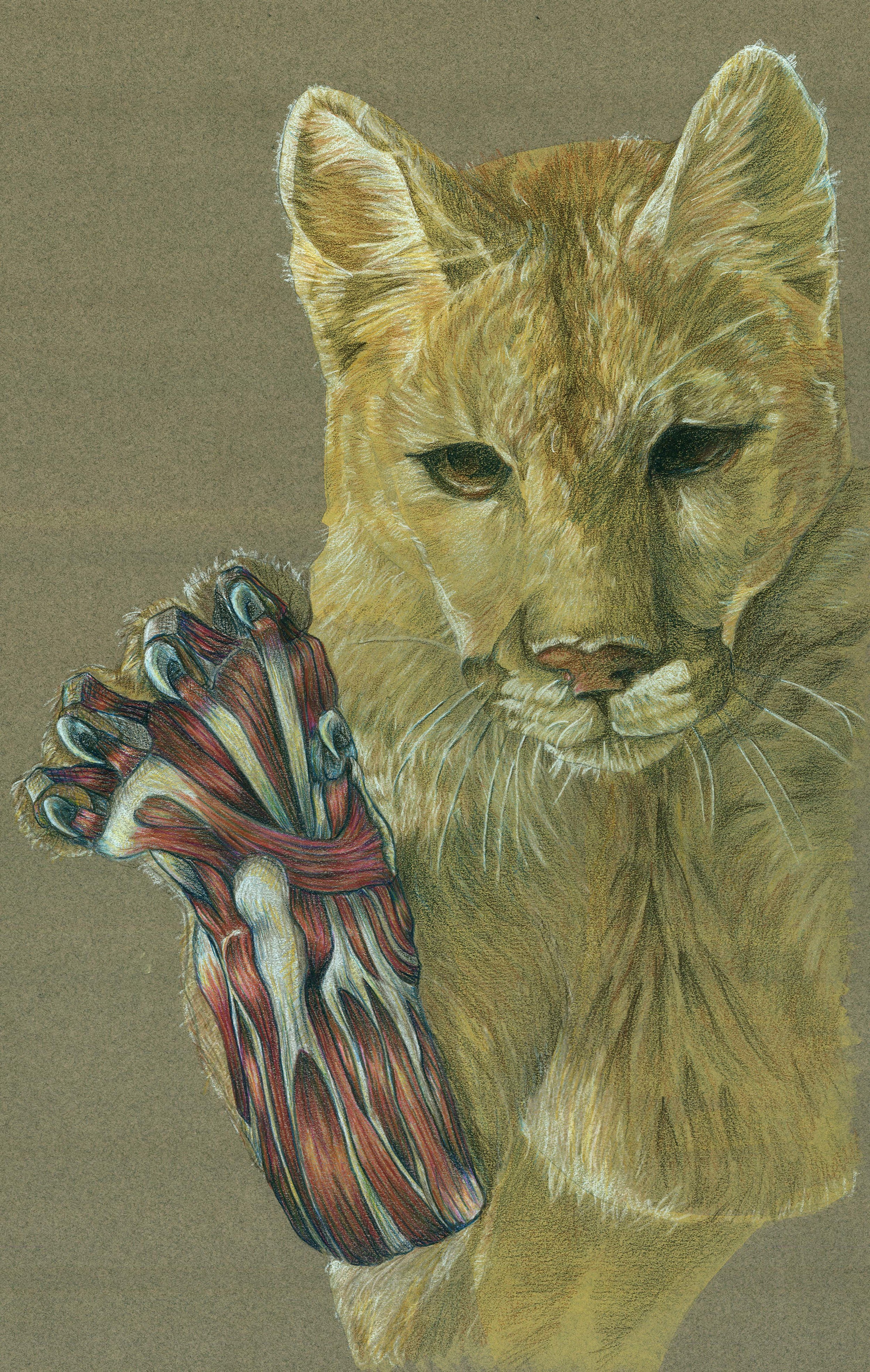 Felis concolor, Mountain Lion