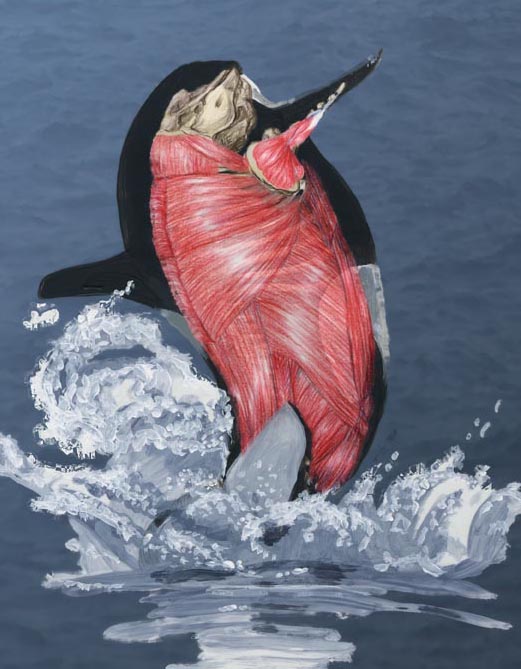 Orcinus orca musculature