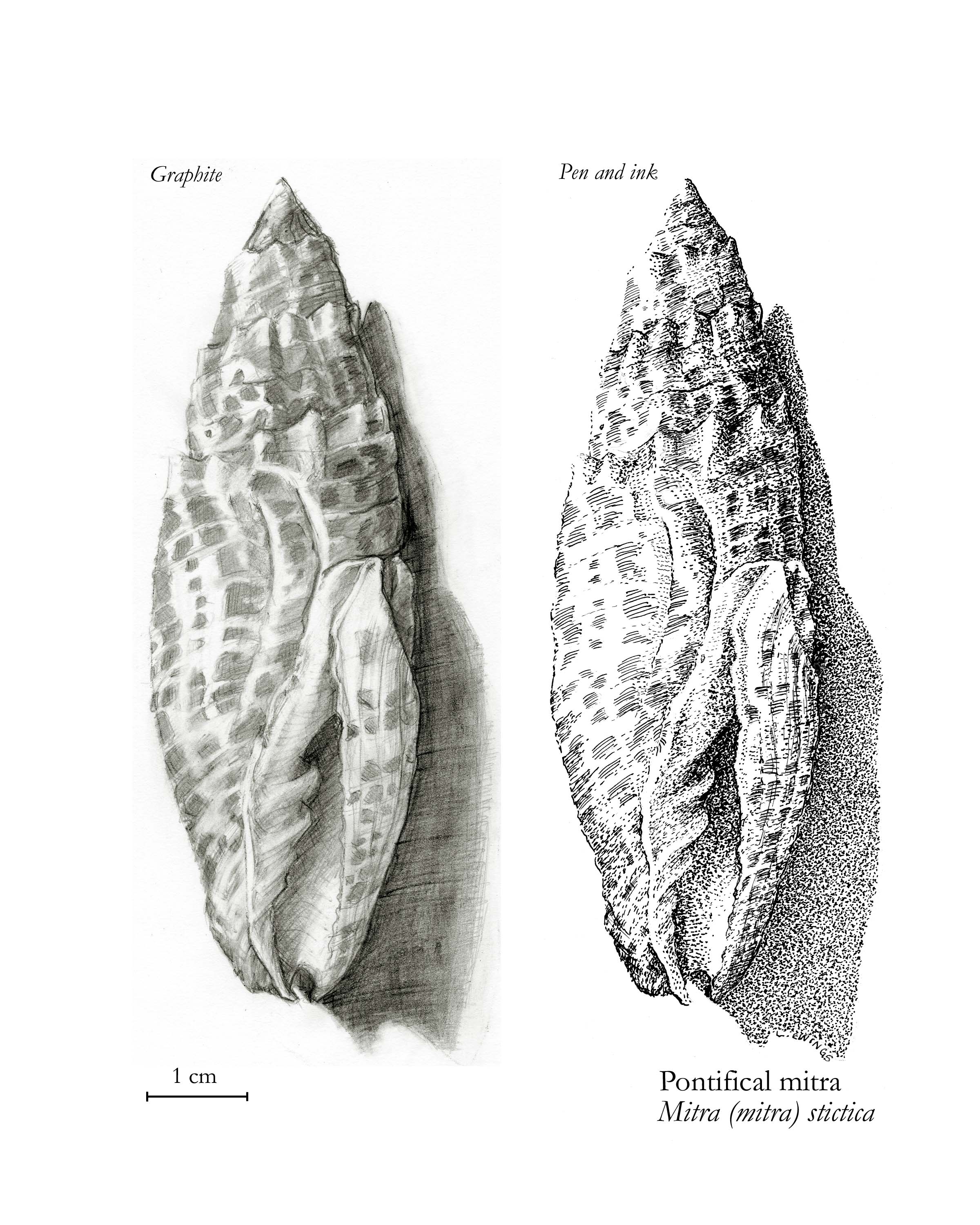 Mitra shell