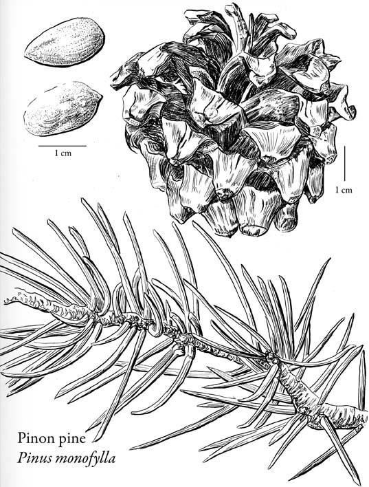 Pinon pine