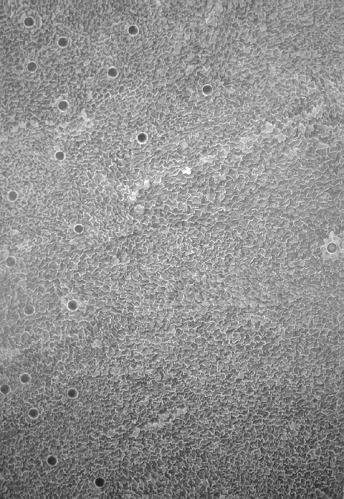 SawDust4_18x26_Graphite.jpg