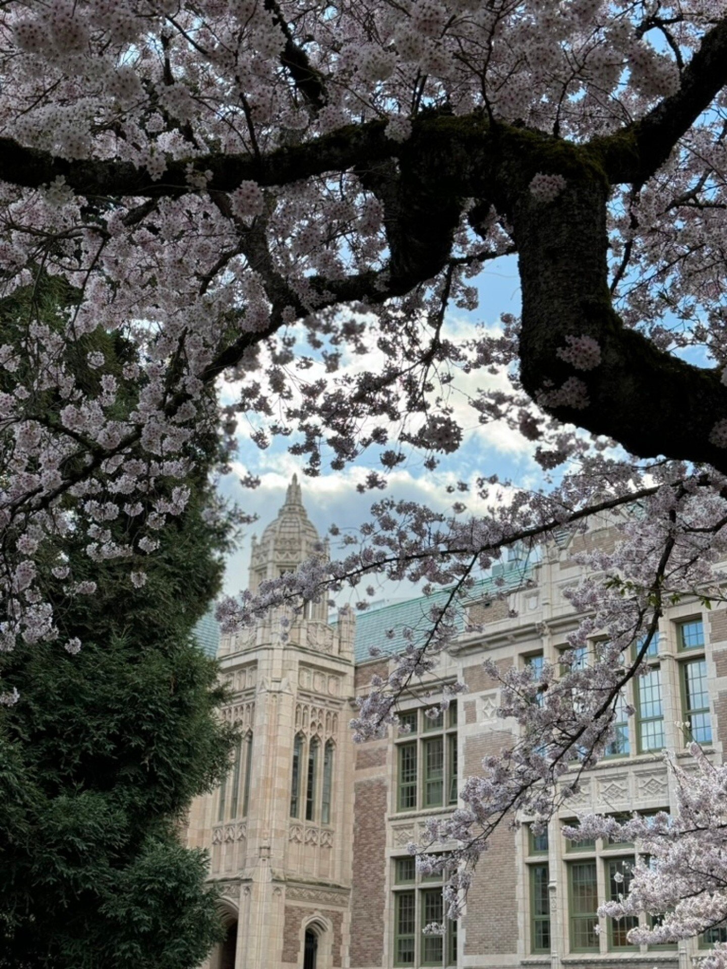 The cherry blossoms at the University of Washington last week were breathtaking! It was impossible not to feel energized and happy surrounded by the beautiful pinkness atop the old mossy trees. 🌸 #cherryblossoms #naturelover #universityofwashington 
