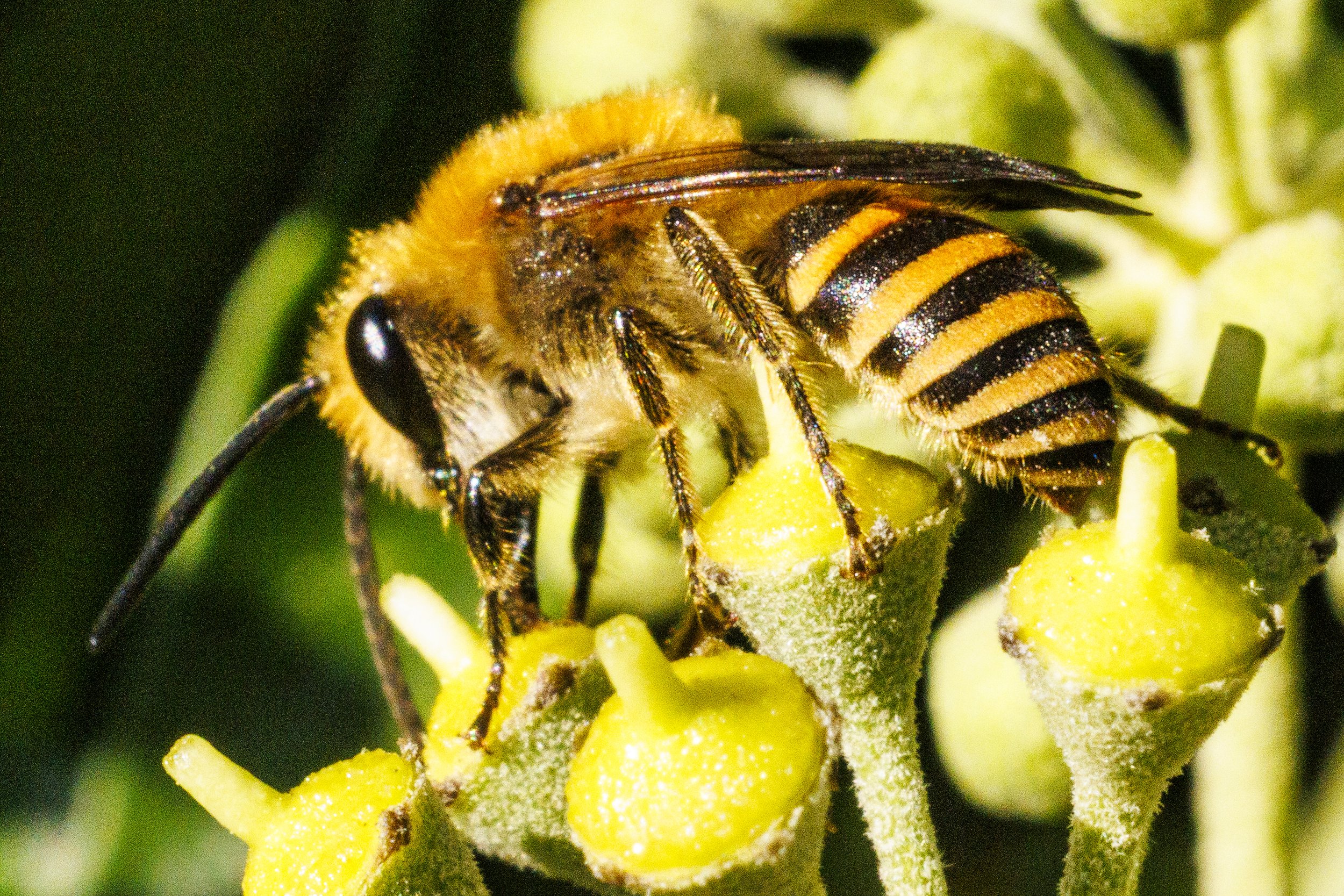    Colletes hederae   Ivy Bee 