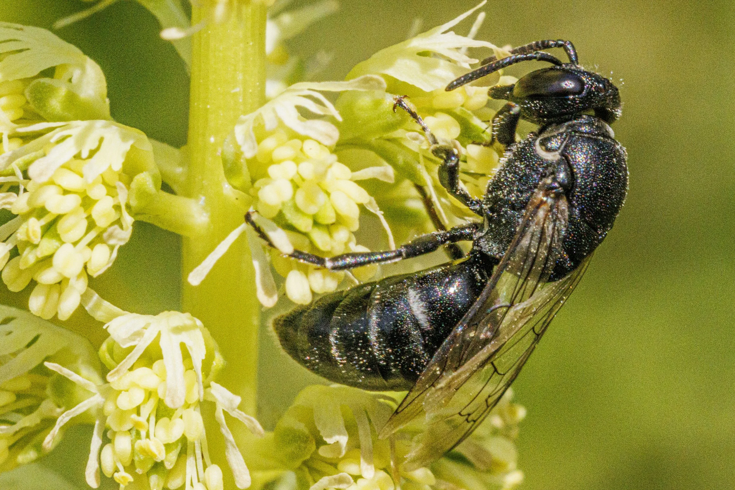    Hylaeus signatus   Large Yellow-face Bee 