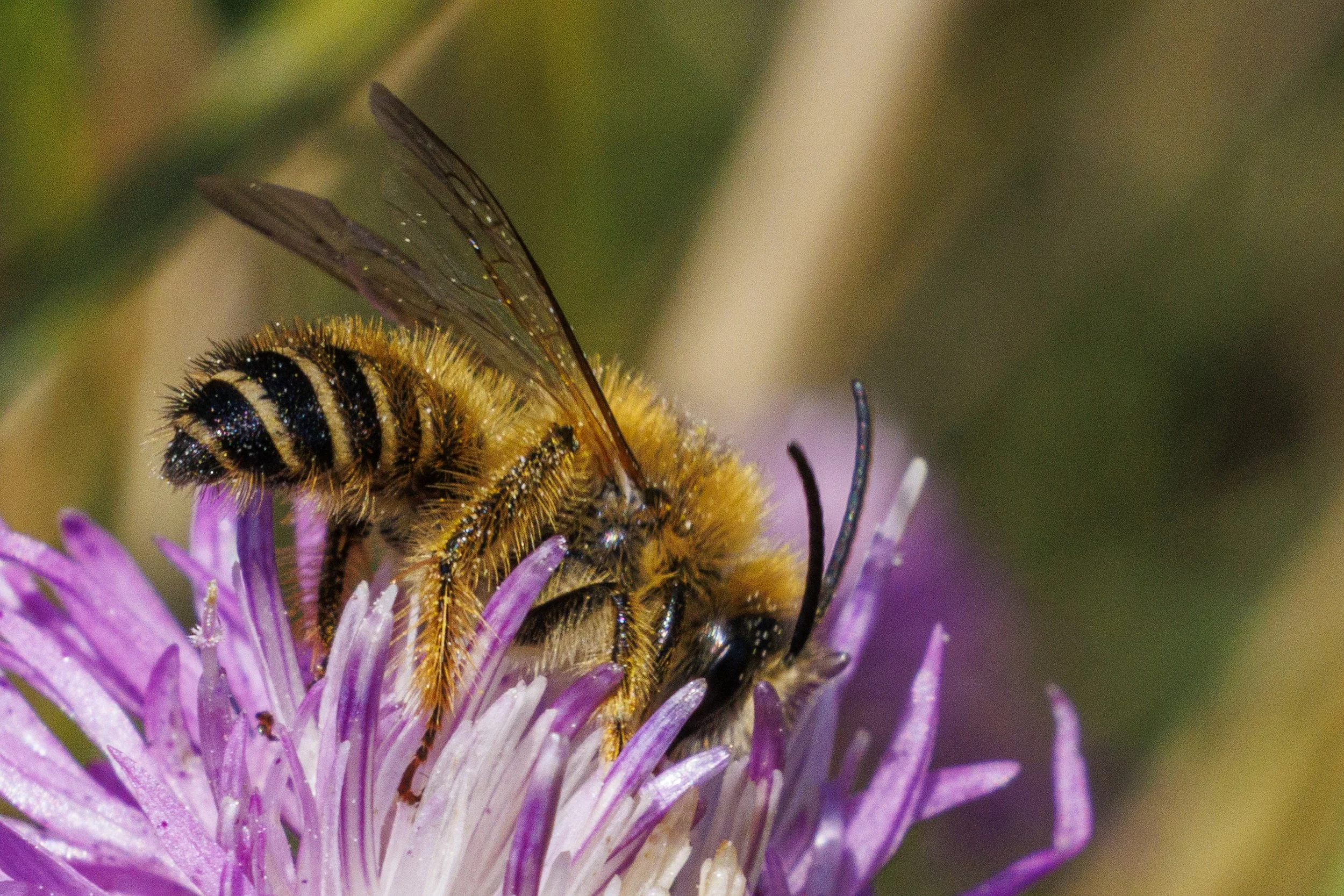    Dasypoda hirtipes   Common Pantaloon Bee 