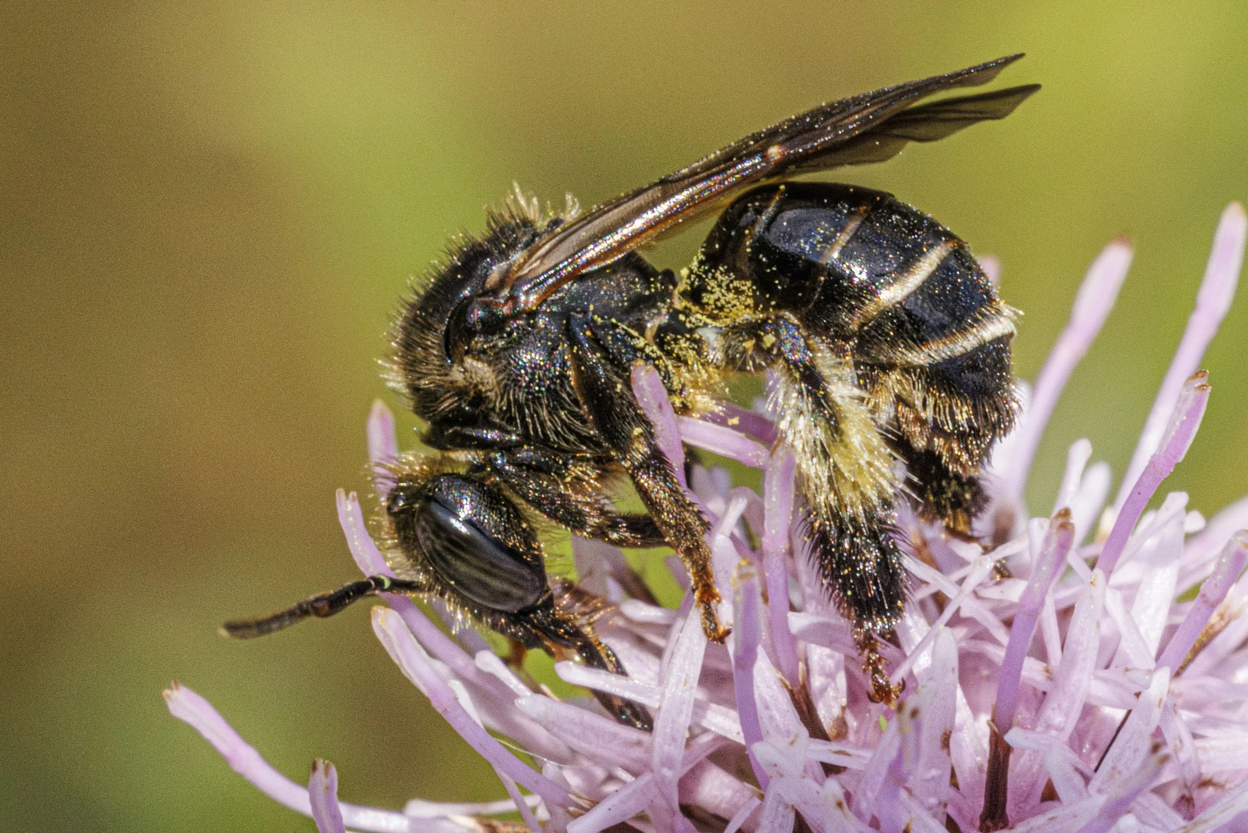    Macropis europaea   Yellow Loosestrife Bee 