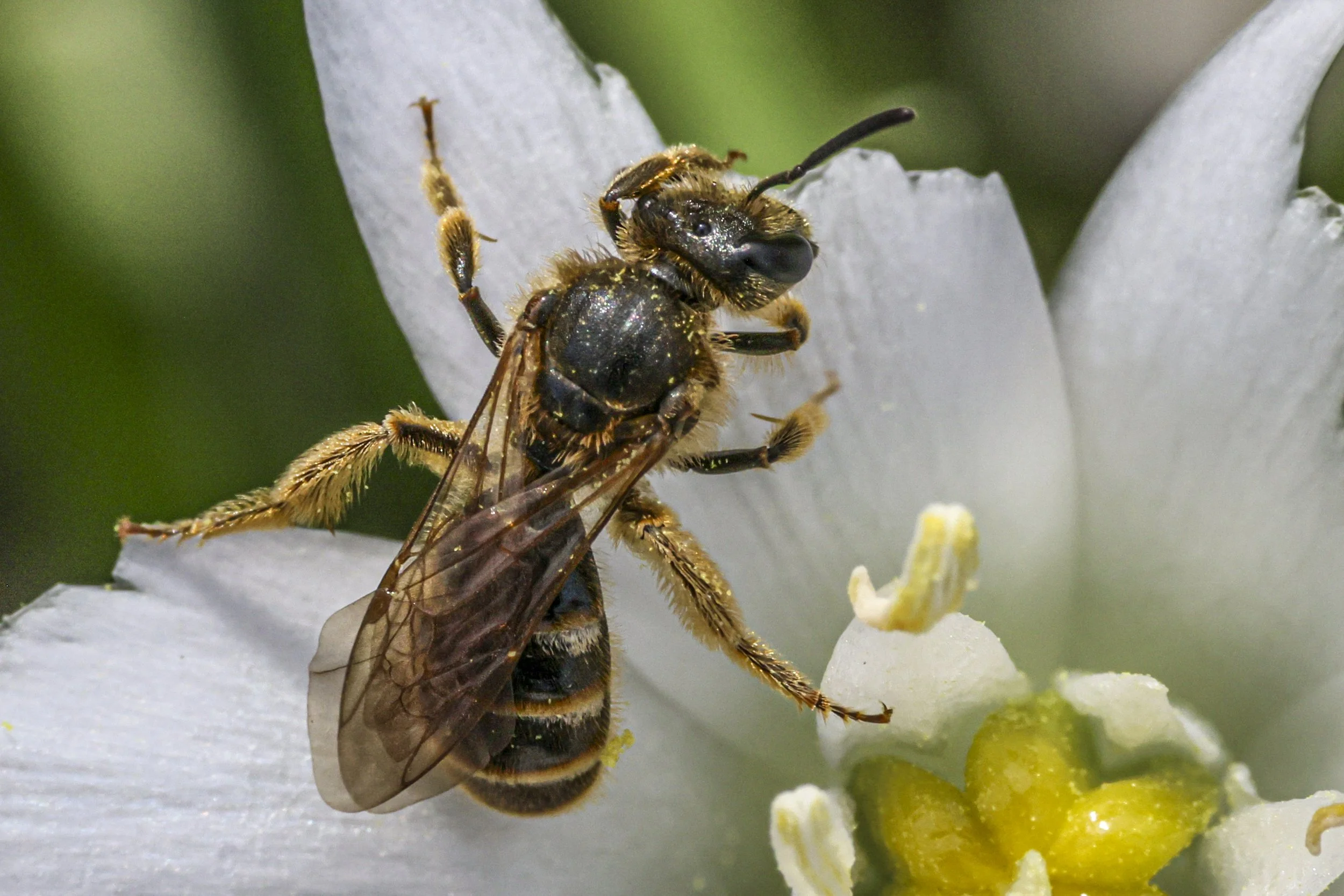    Lasioglossum calceatum   Common Furrow Bee 