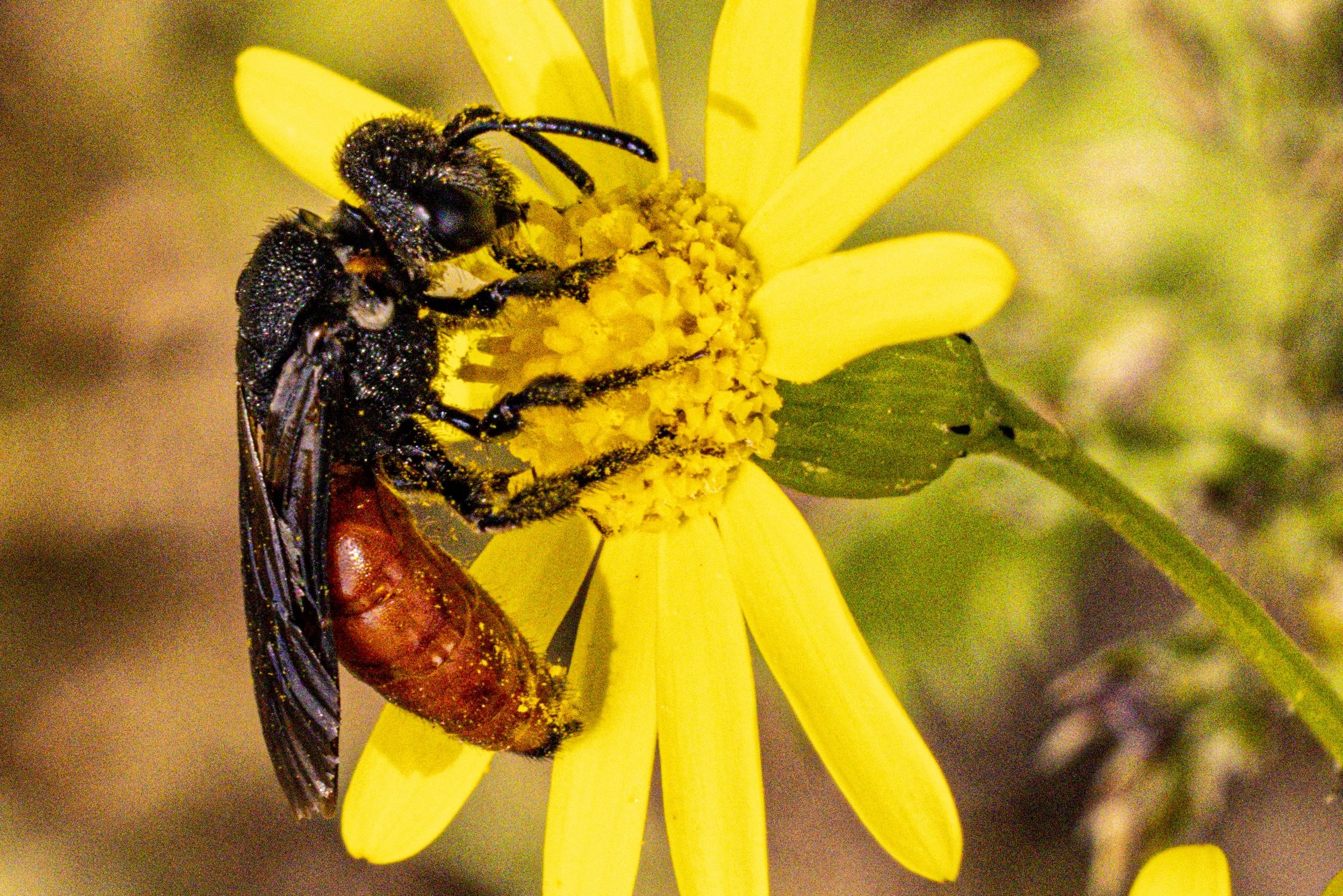    Sphecodes albilabris   White-lipped Blood Bee 