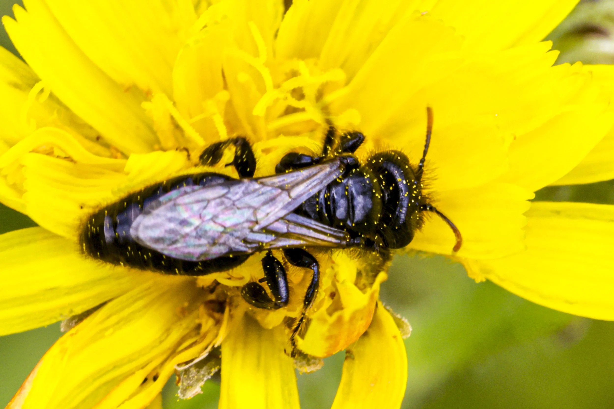    Panurgus sp.   Shaggy Bee 