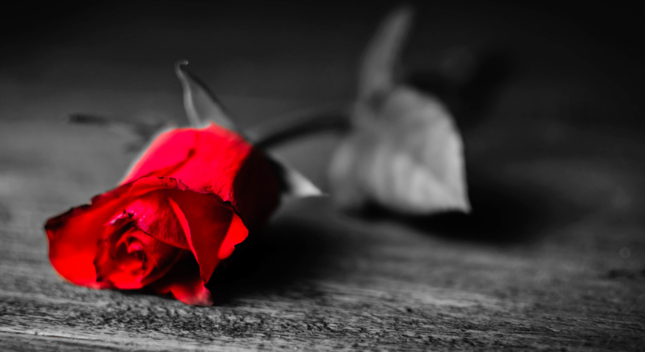 Photo Description: In this black and white photo, a rose lay atop a rough wooden surface. The petals of the rose are in focus and a vibrant red, center-left. The flower head is the only part of the image in color. The stem and leaves of the rose fade into a blur off to the right of the petals.