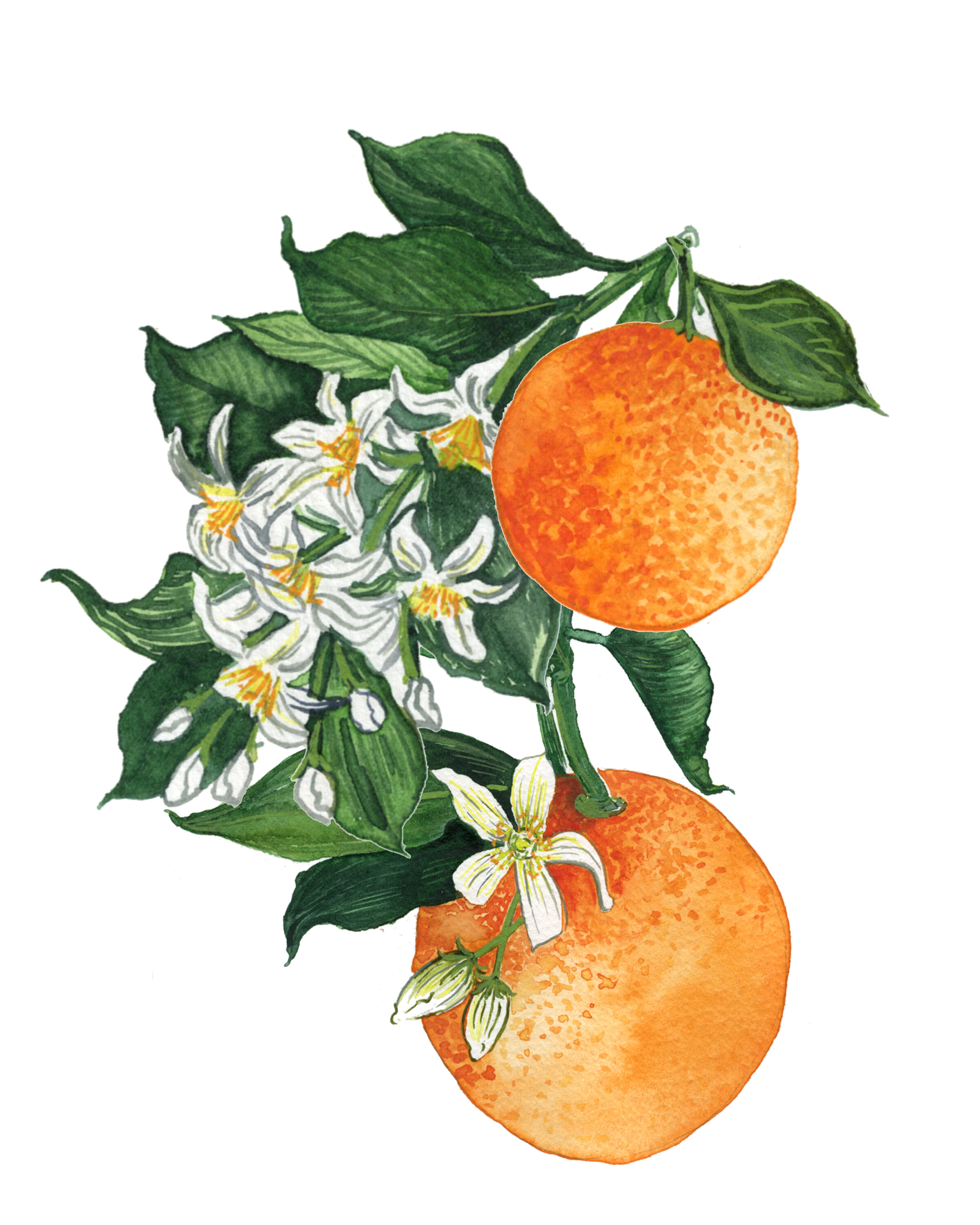 Florida Orange Blossoms Watercolor Print — THE MESSY PAINTER