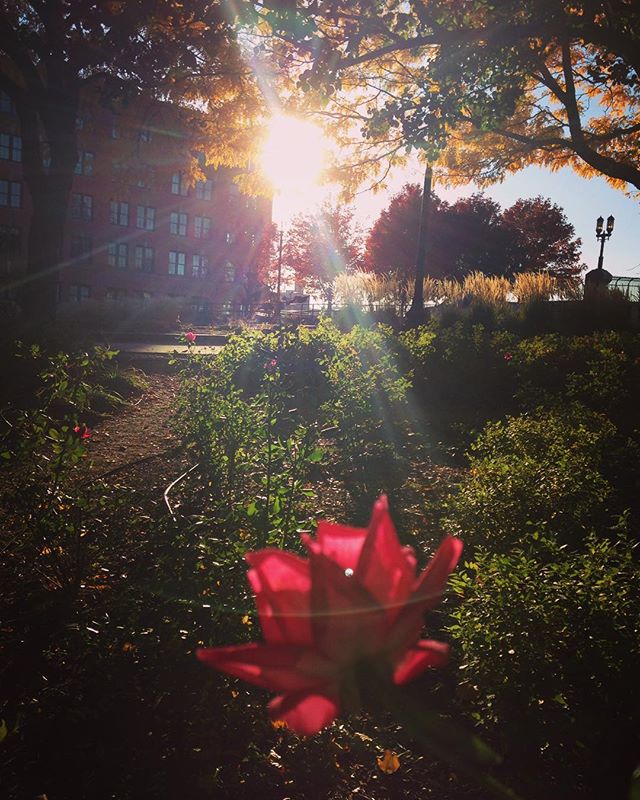 Just so darn pretty #fallcolors, #presentmoment, #picoftheday