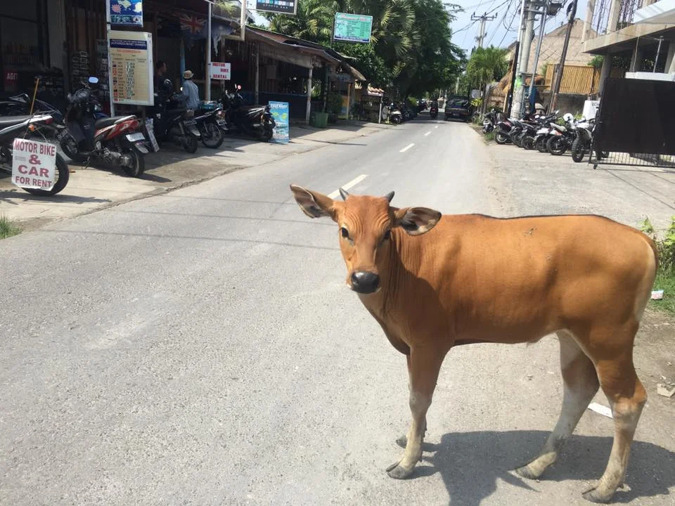 Holy Cow!! Literally, Holy Cow!!