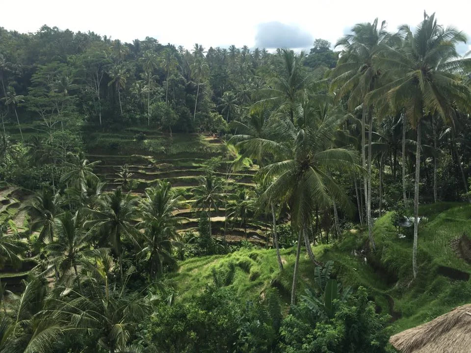 Monkeys and Temples and Midnight Motorcycle Chases! 