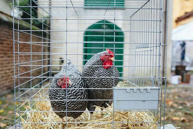 Two Chickens.jpg