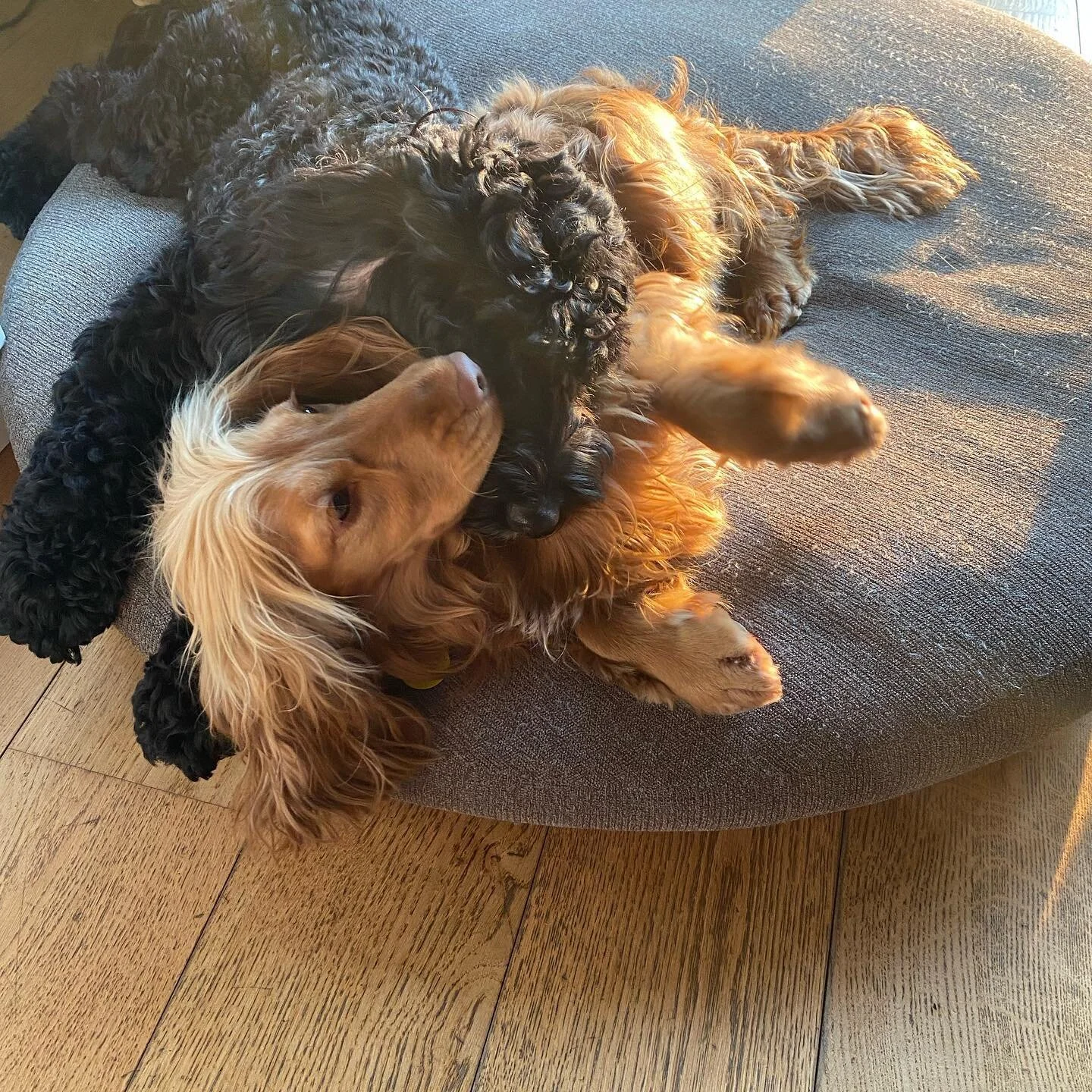 These two lovelies ❤️#cockapoo #cockerspaniel