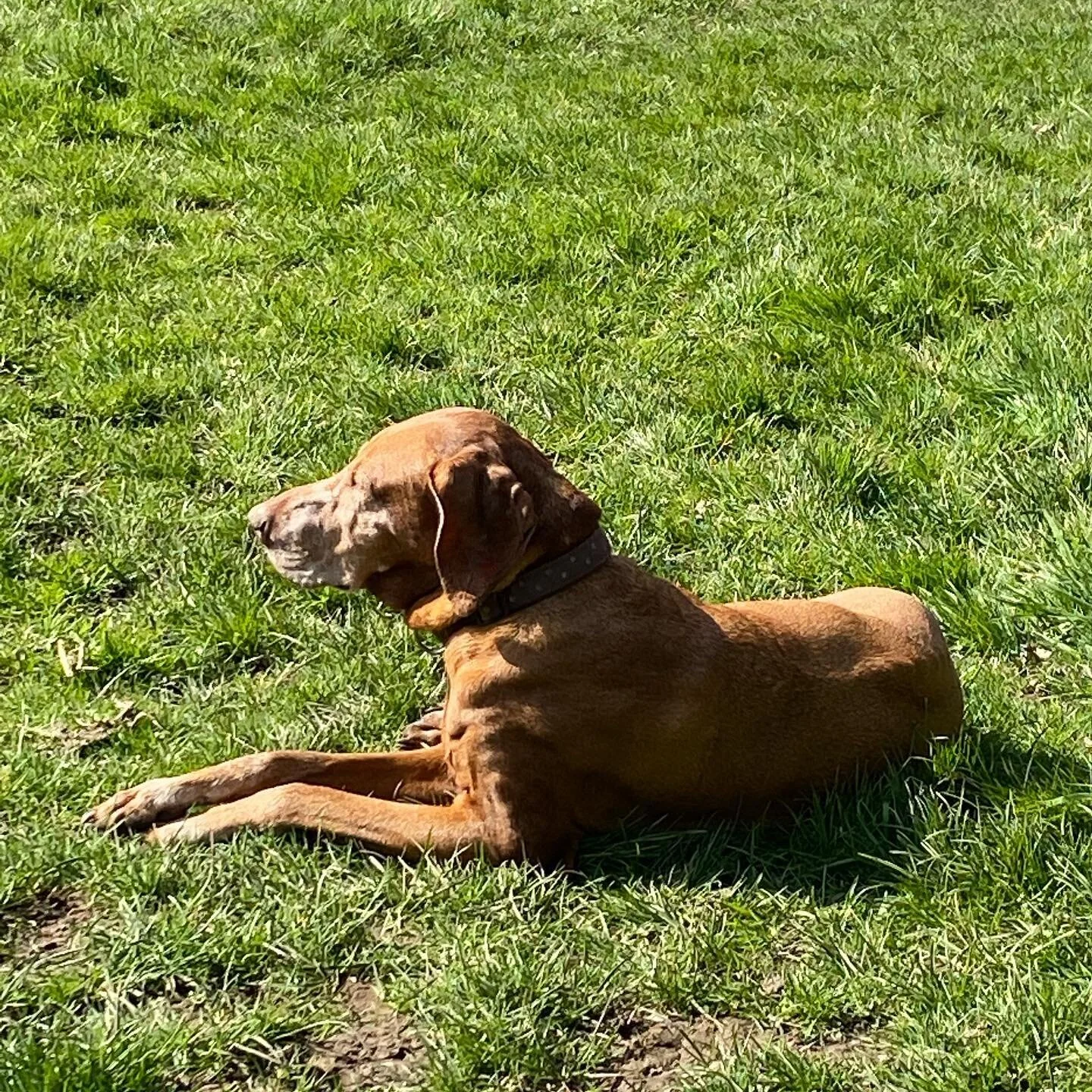 Ruby enjoying the sunshine #hungarianvizsla #oldgirl #lovethebonesofher ❤️