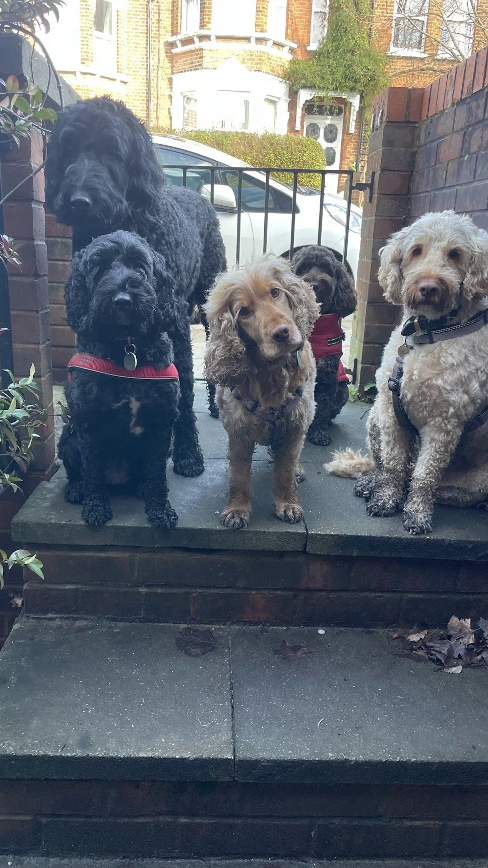 Dog Gate 1.jpg