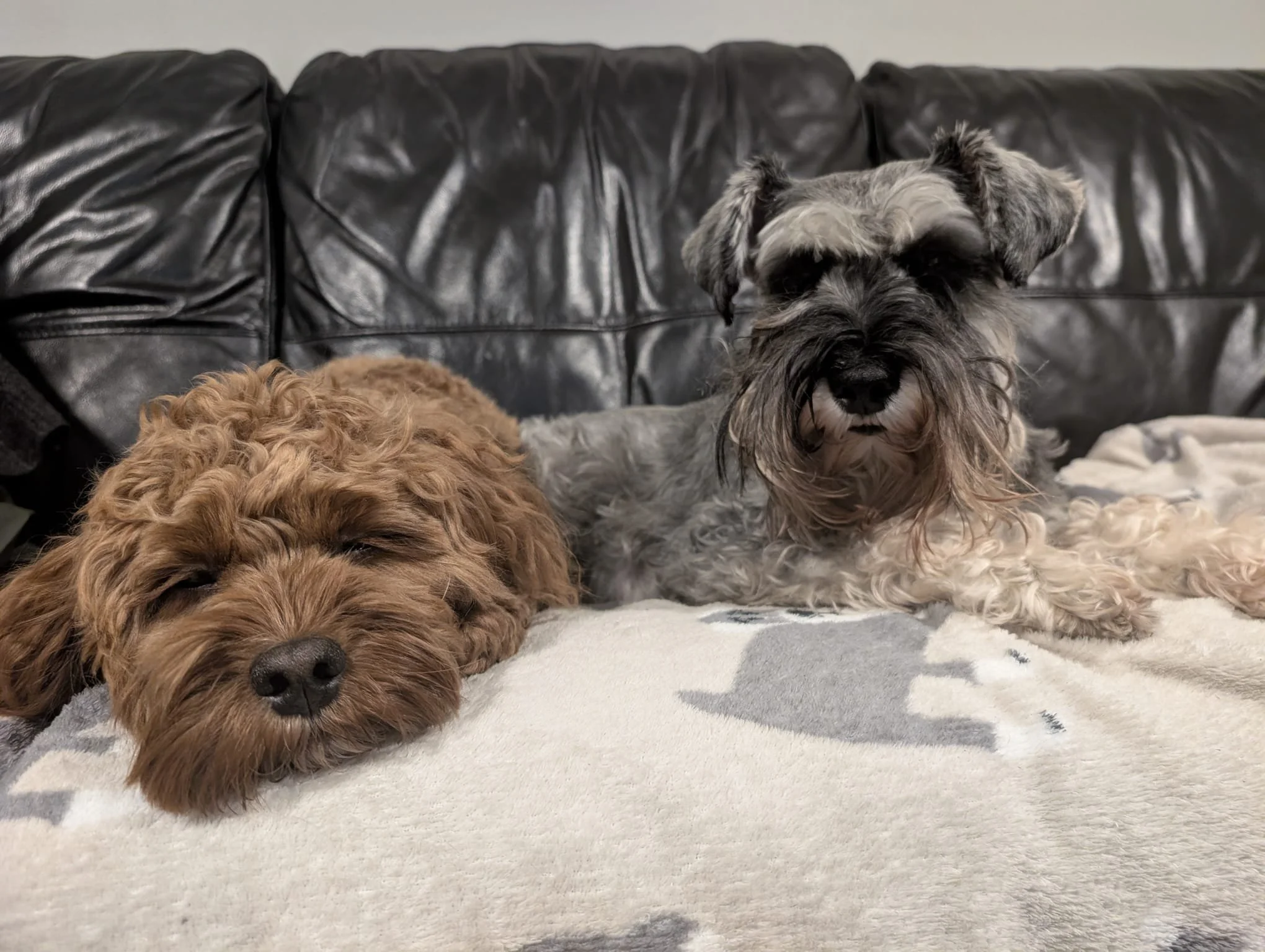 Sadie & Millie.jpg