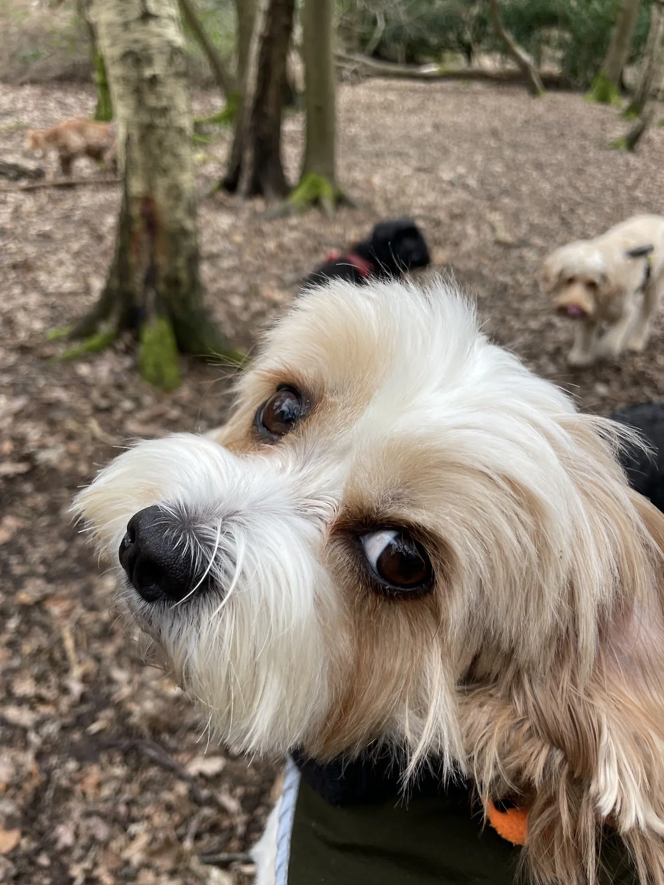 Milly.jpg