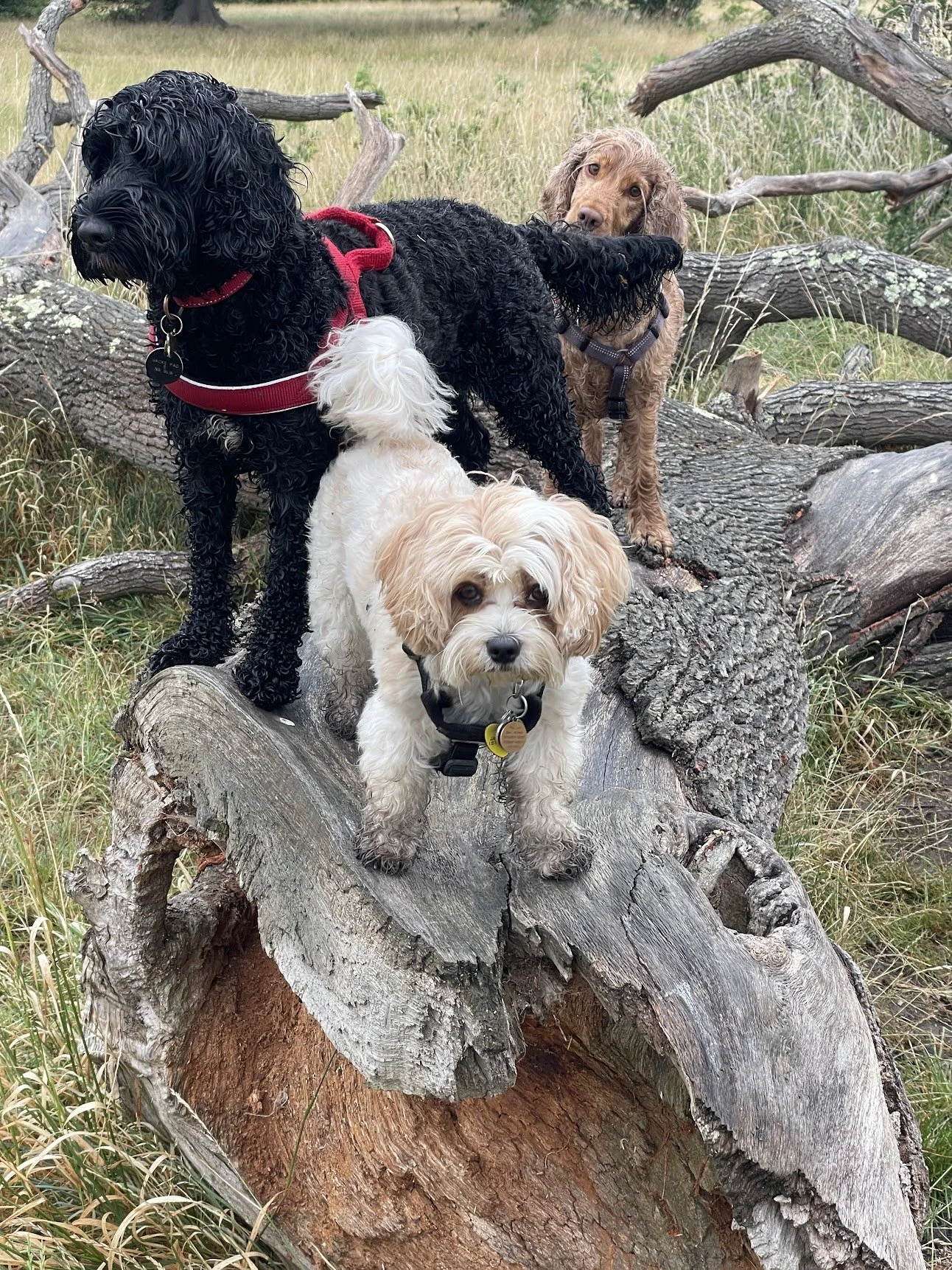 Dog boarding, walking and daycare in Crouch End, N8