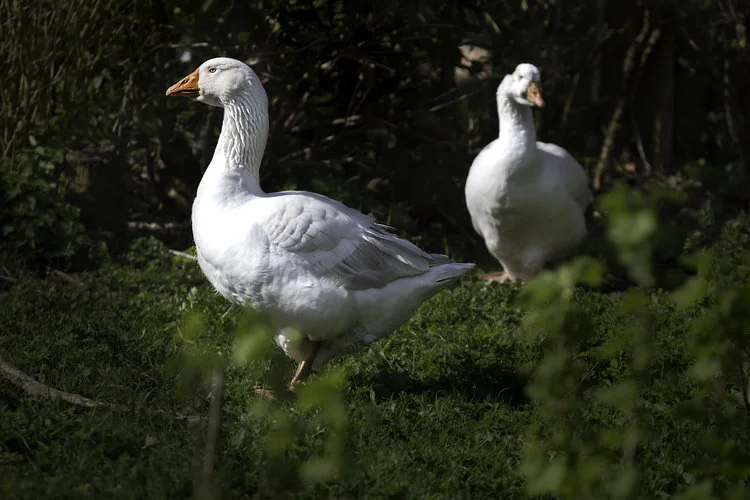 Geese+.jpg