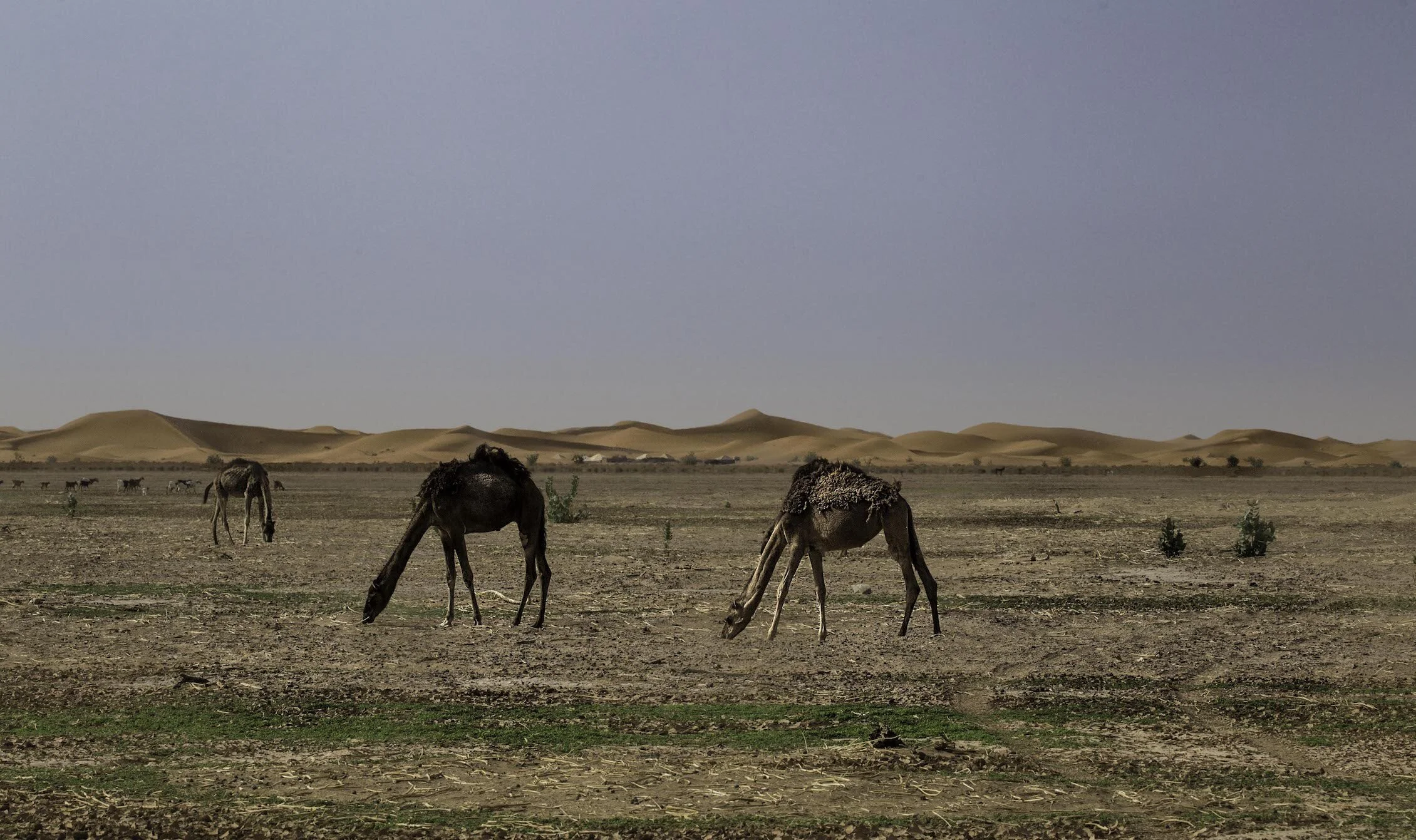 Camels Roam the land while we make our way out of the Sand-Dunes by food getting closer to the Nomadic Family.