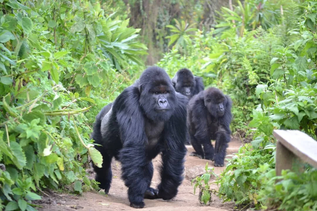 Rwanda Yoga Adventure 