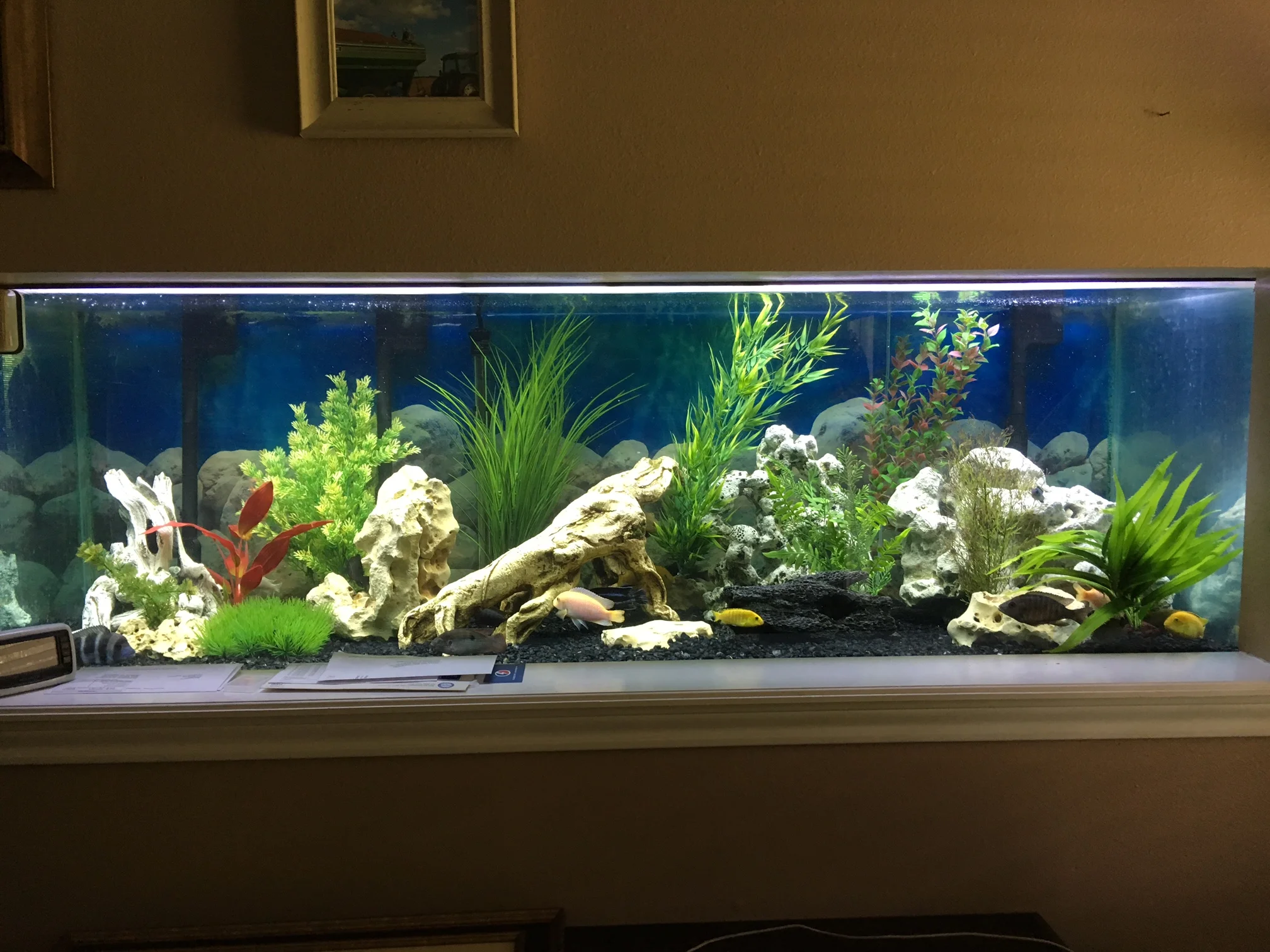 200 gallon freshwater fish tank
