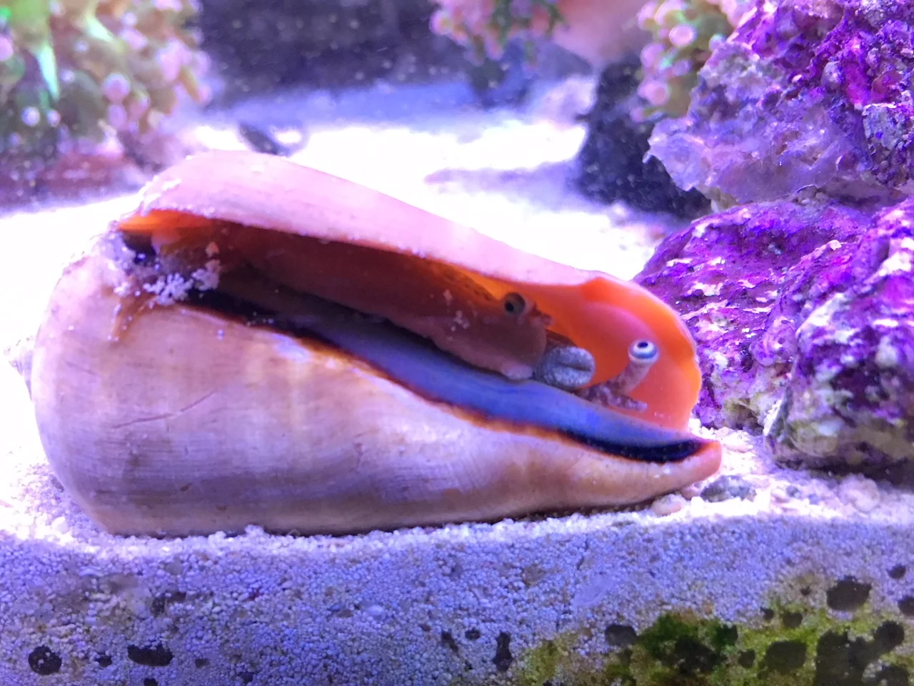 Snail.JPG